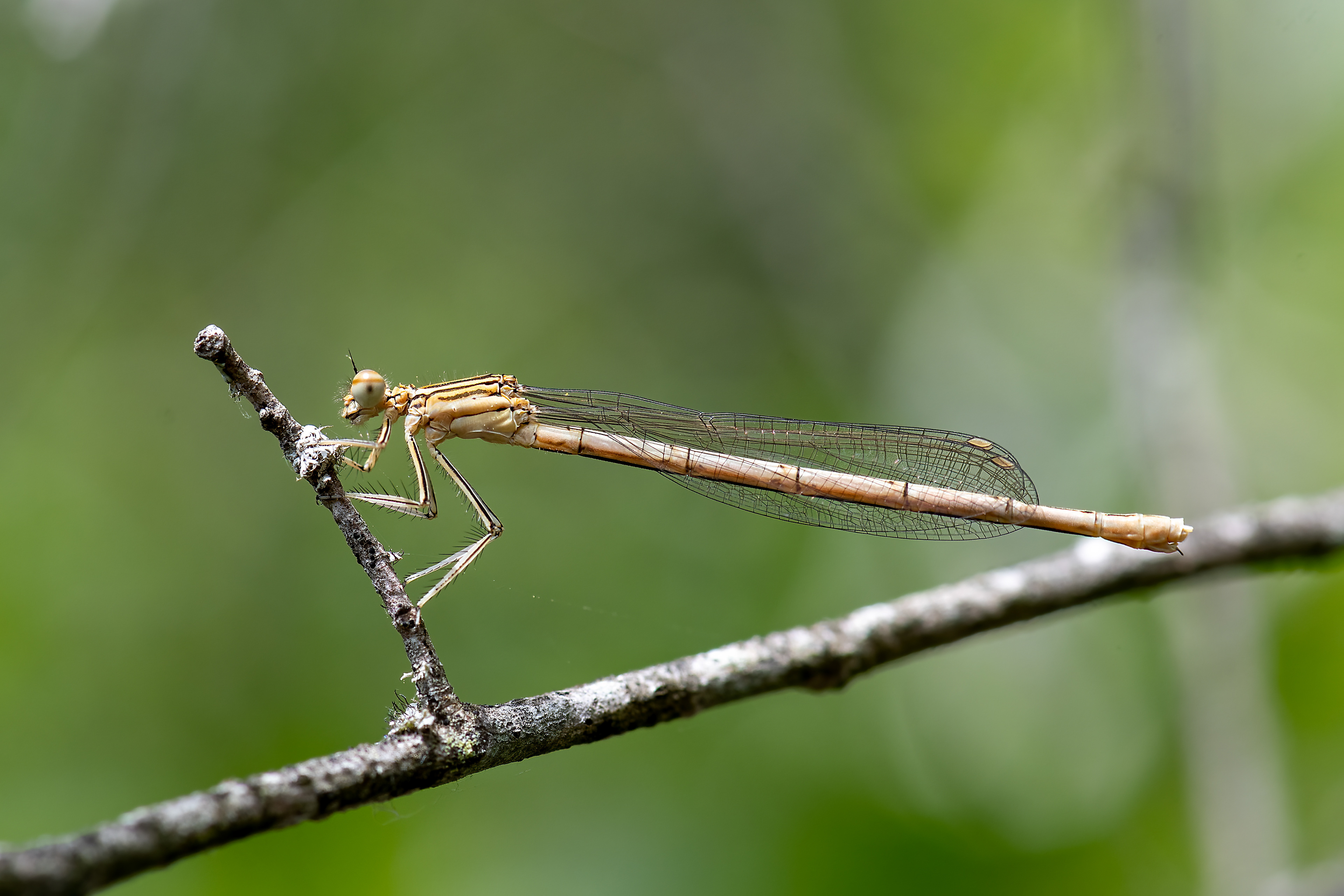 Sympecma fusca