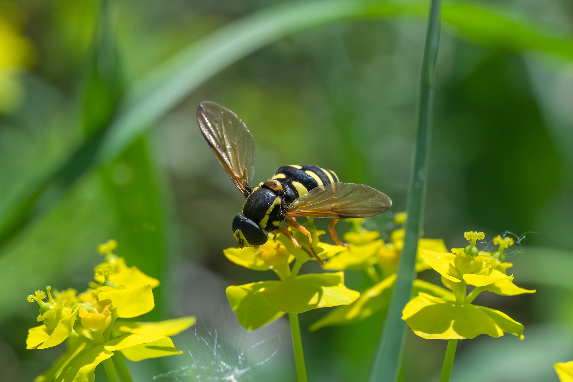Chrysotoxum