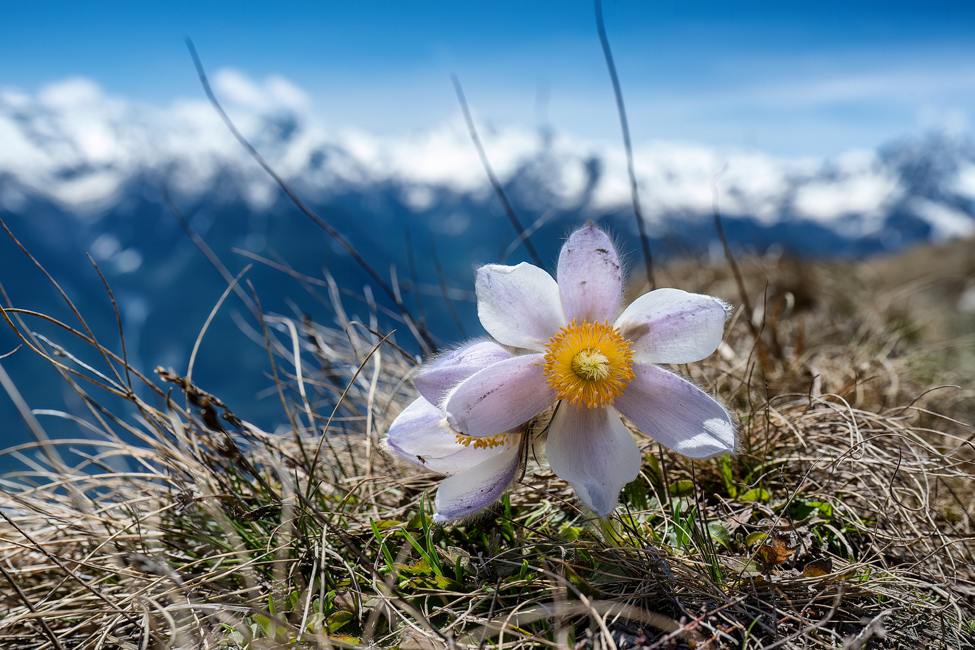 Pulsatilla vernalis