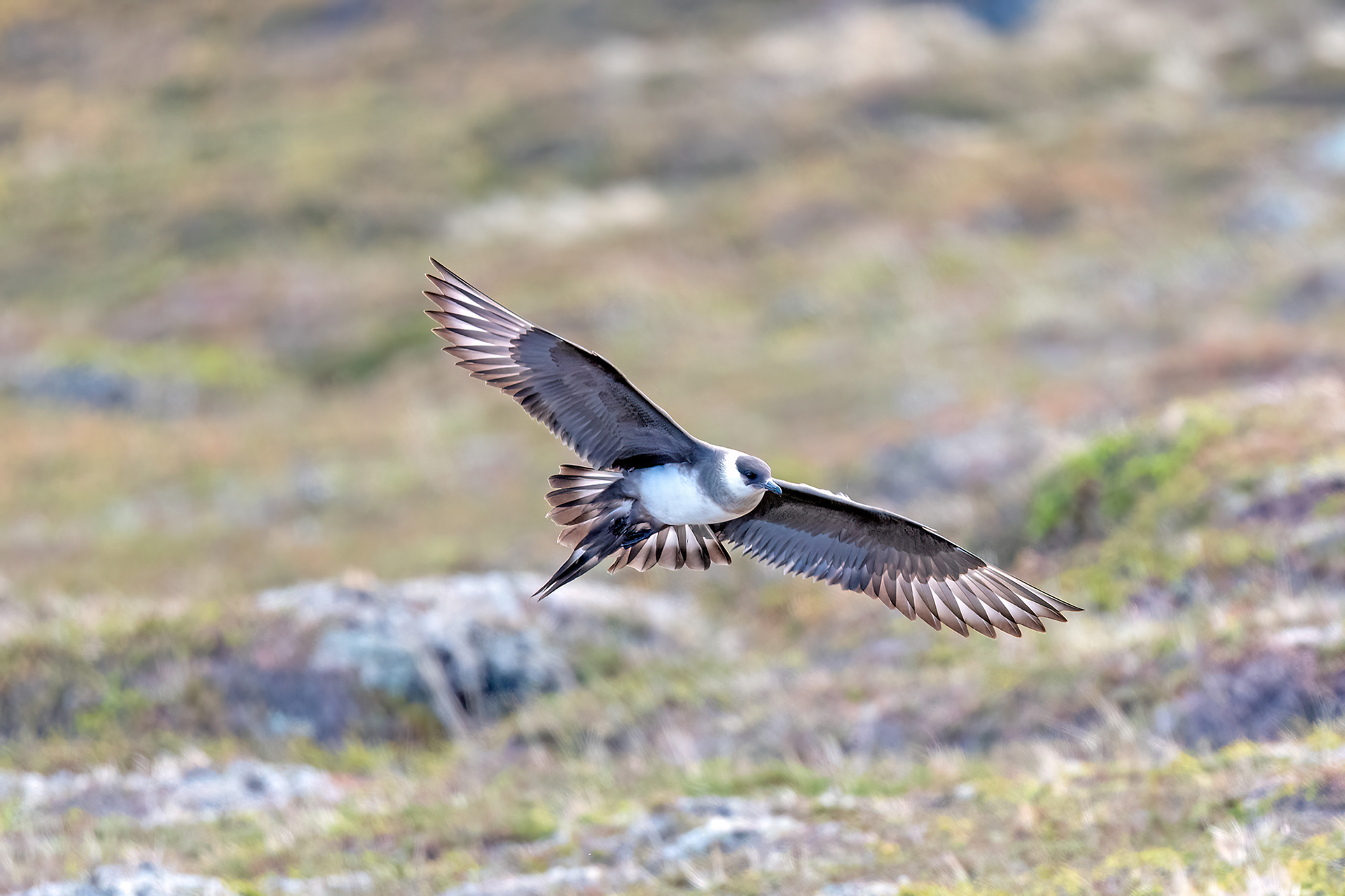 Penisola di Varanger - Labbo fase chiara