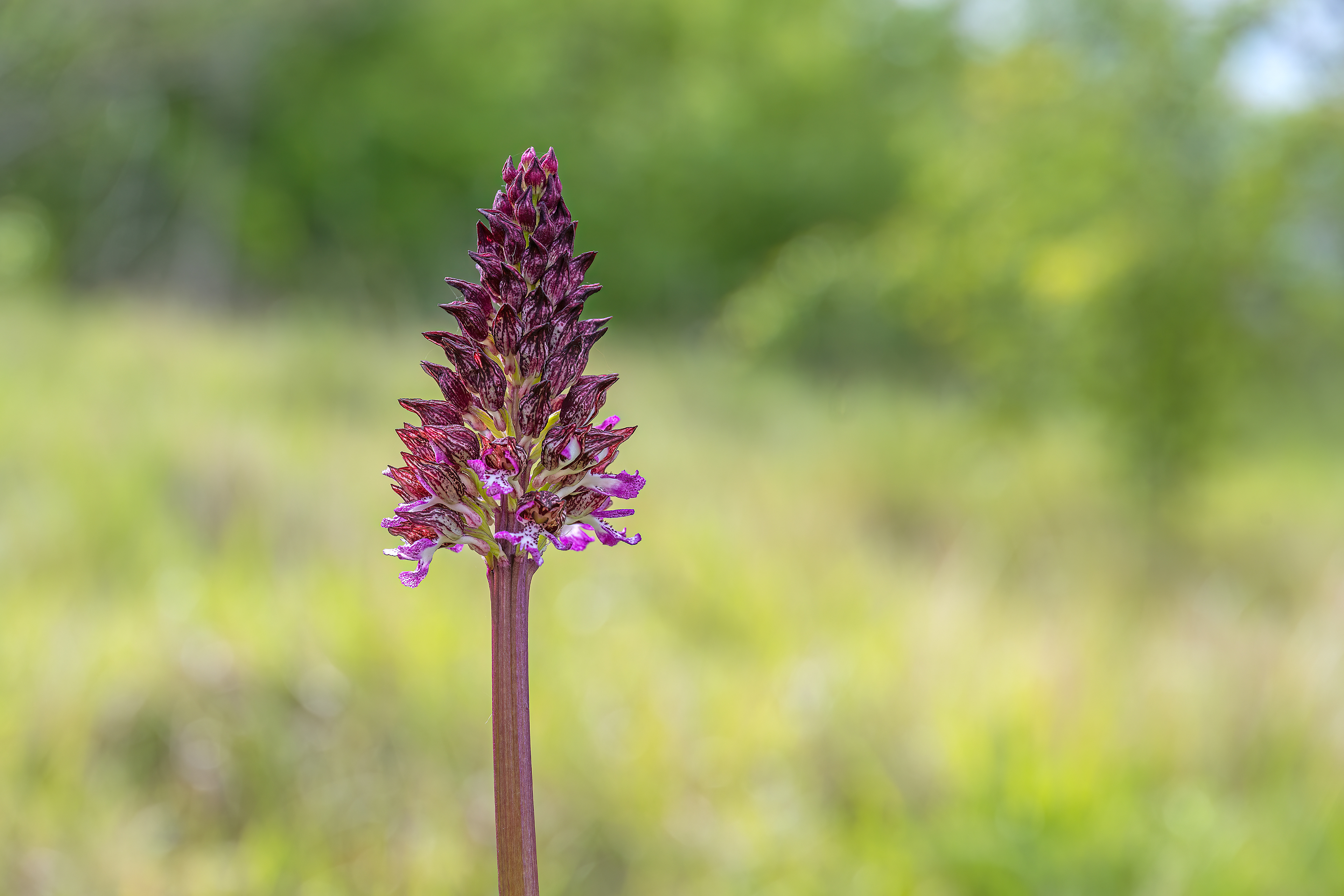 Orchis militaris