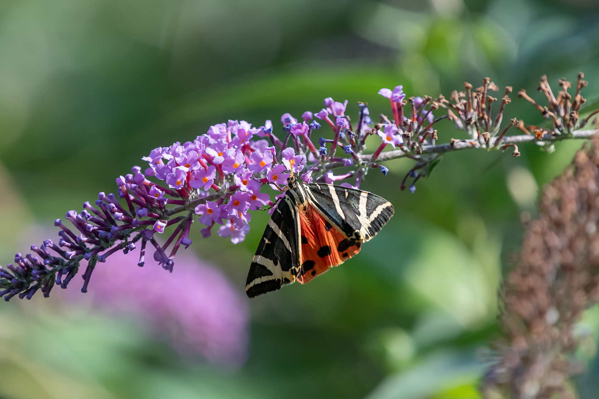 Callimorpha quadripunctaria