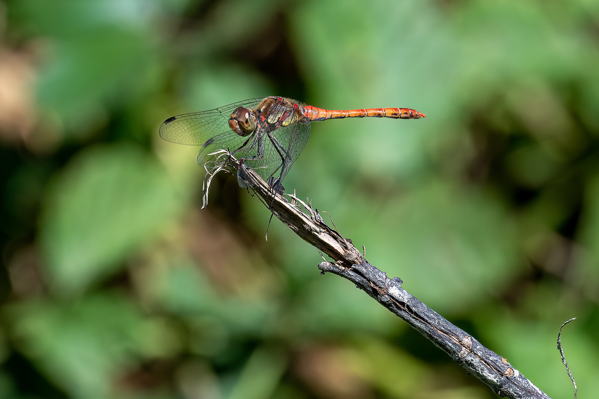 Sympetrum striolatum maschio