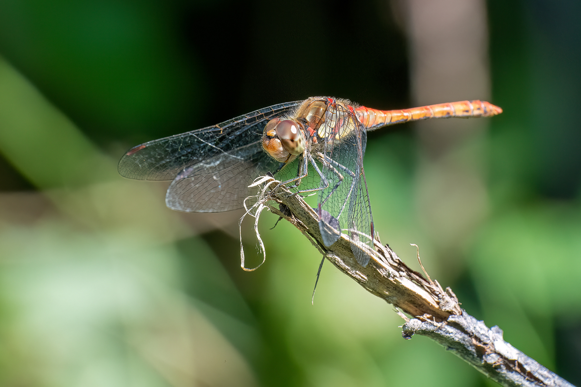 Sympetrum striolatum maschio