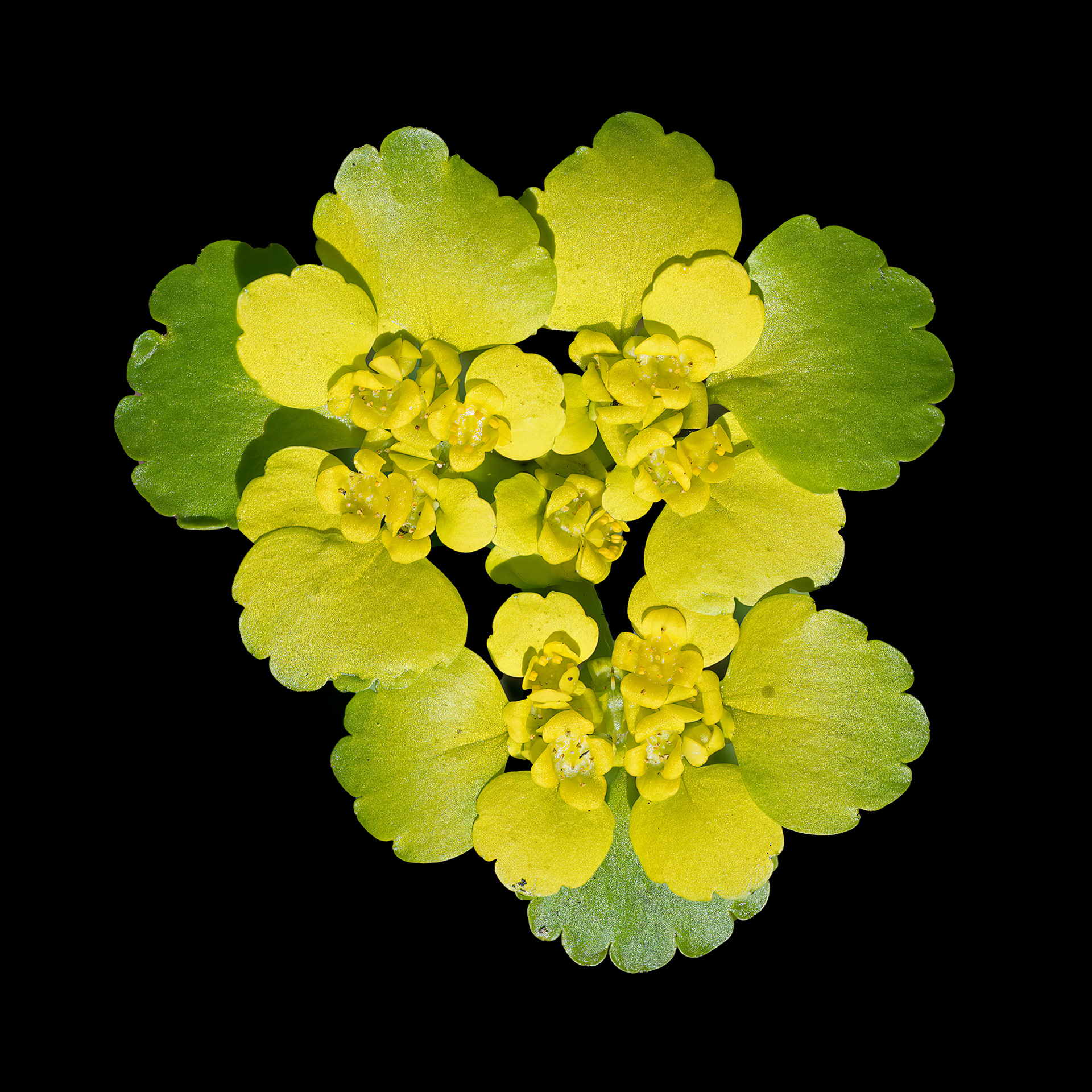 Erba milza - Chrysosplenium alternifolium