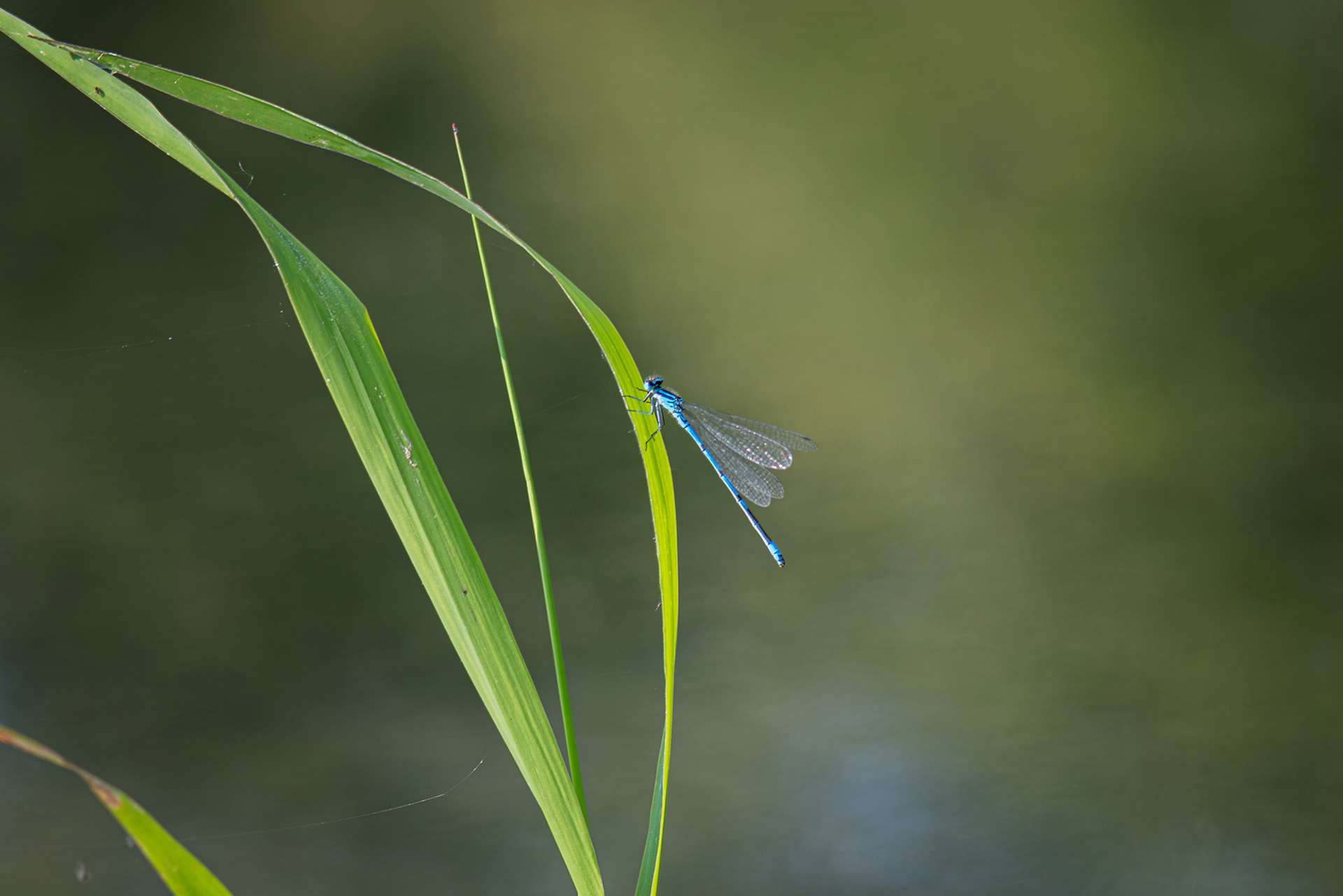 Coenagrion puella maschio