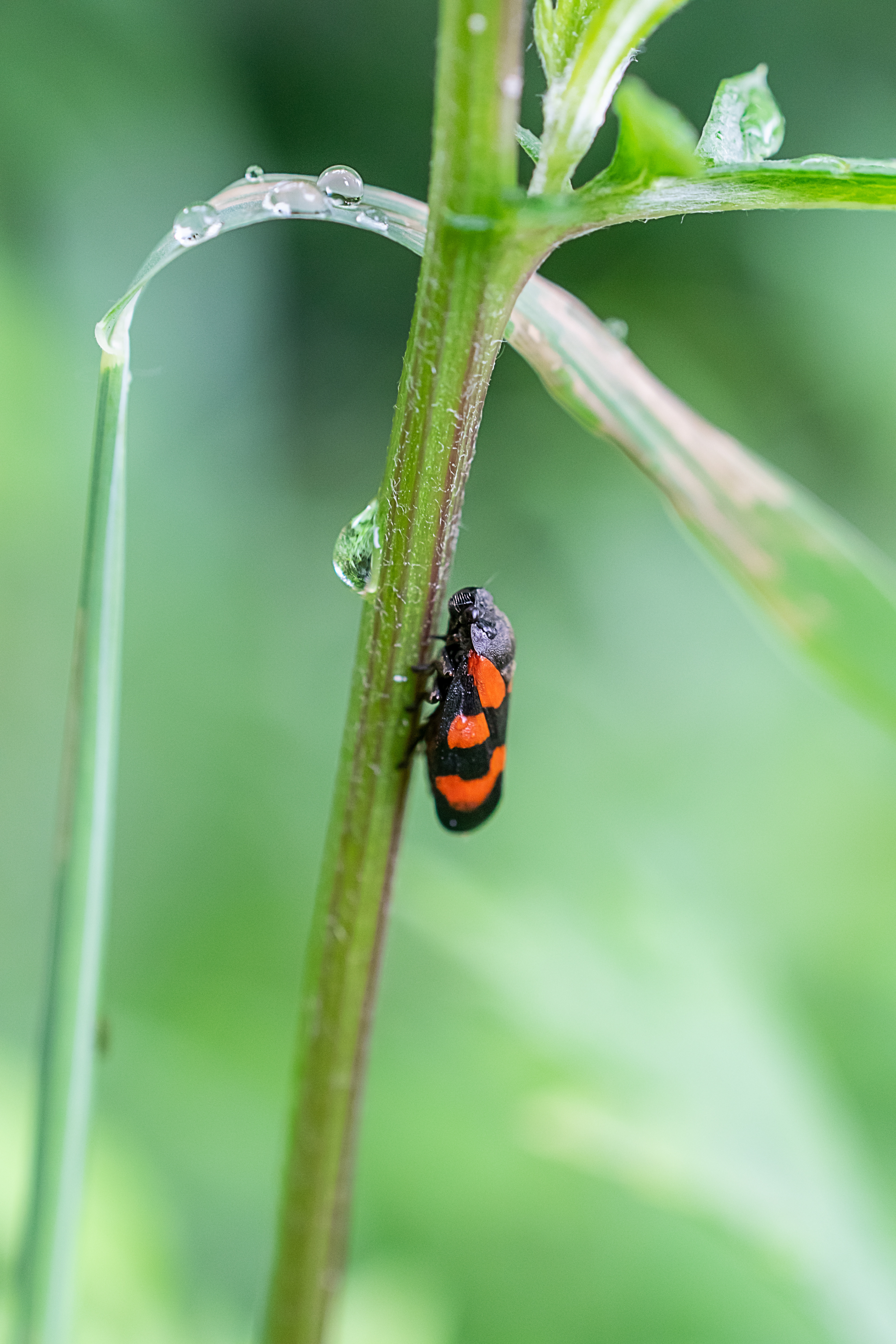 Cercopis sanguinolenta