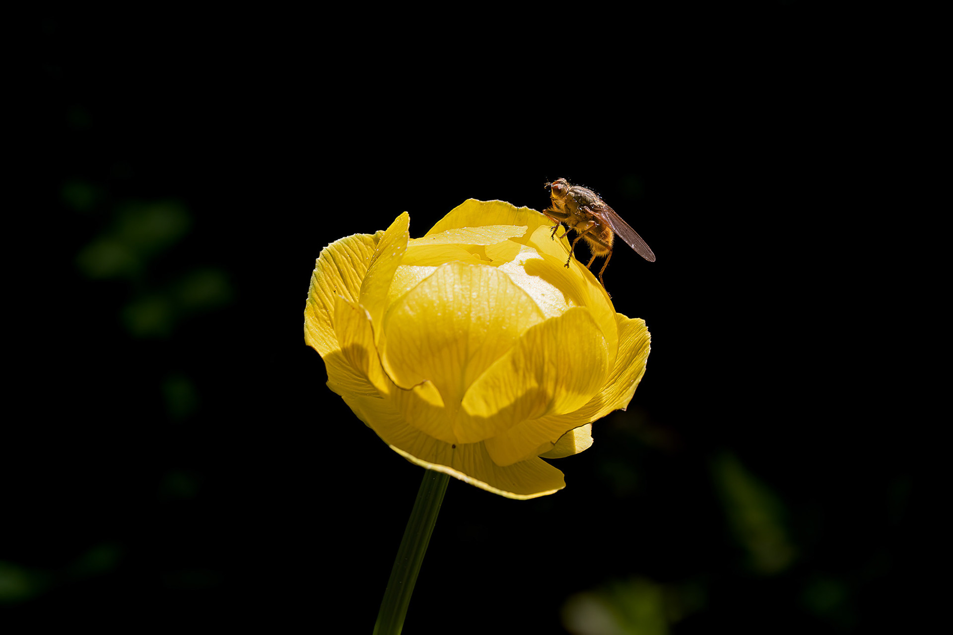 Scathophaga stercoraria