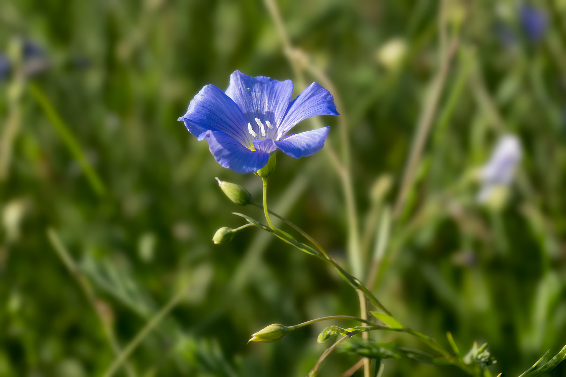 Lino blù - Linum perenne