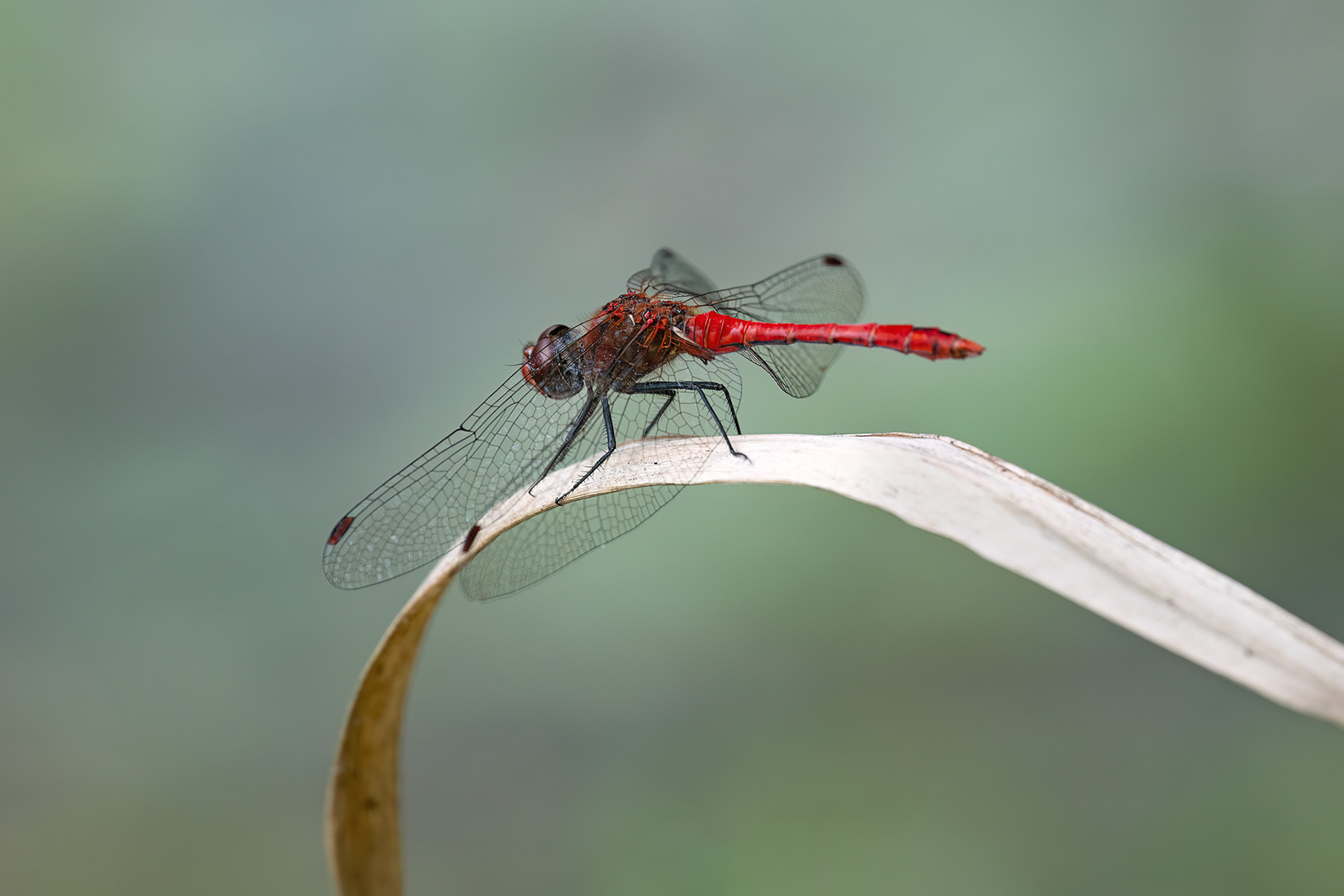 Sympetrum sanguineum