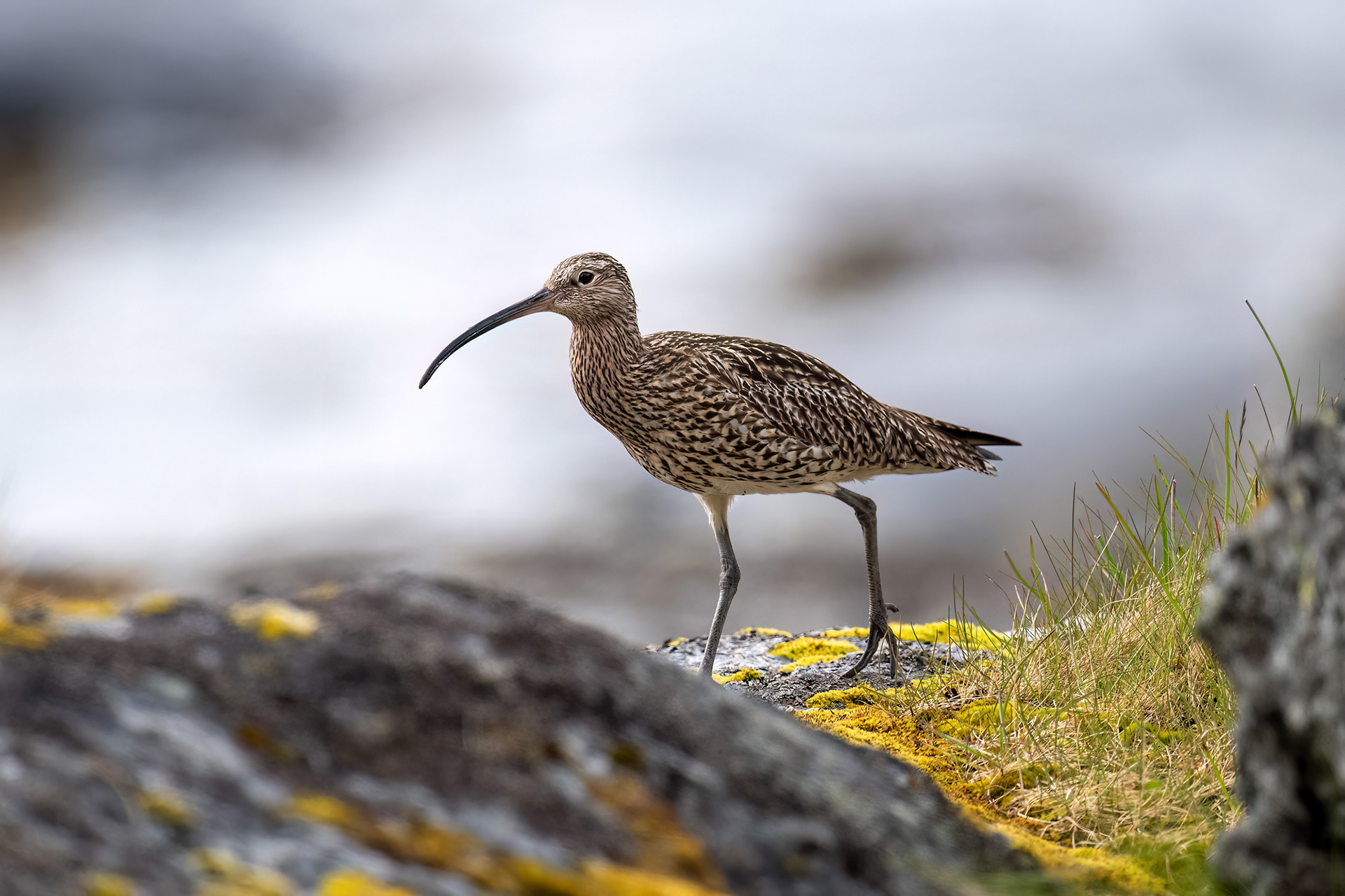 Chiurlo maggiore maschio