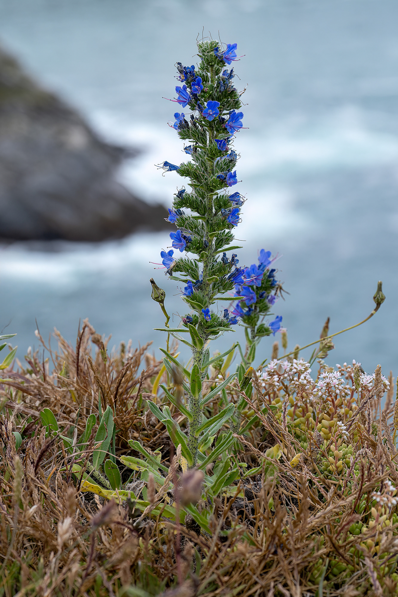 Echium vulgare