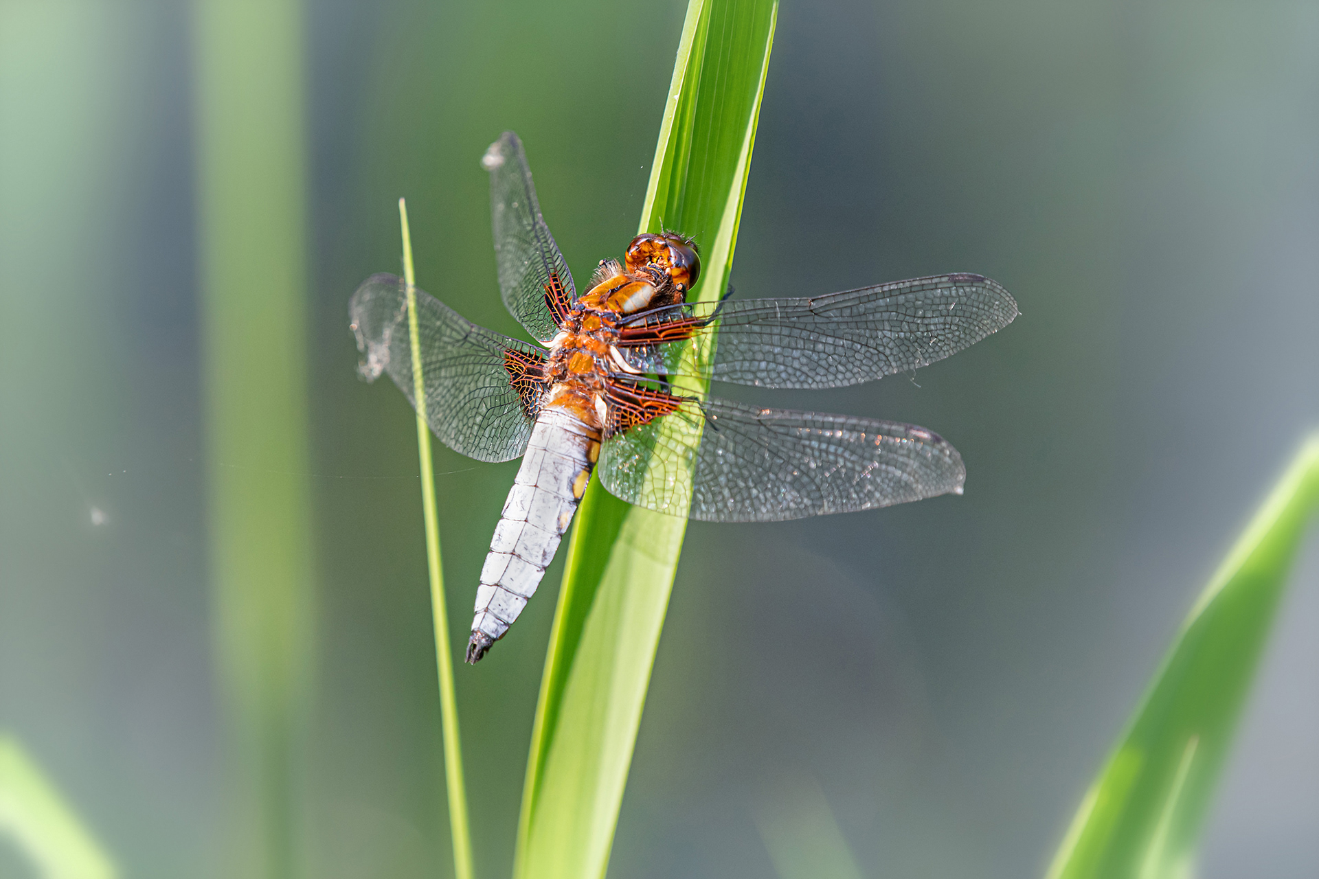 Libellula depressa maschio
