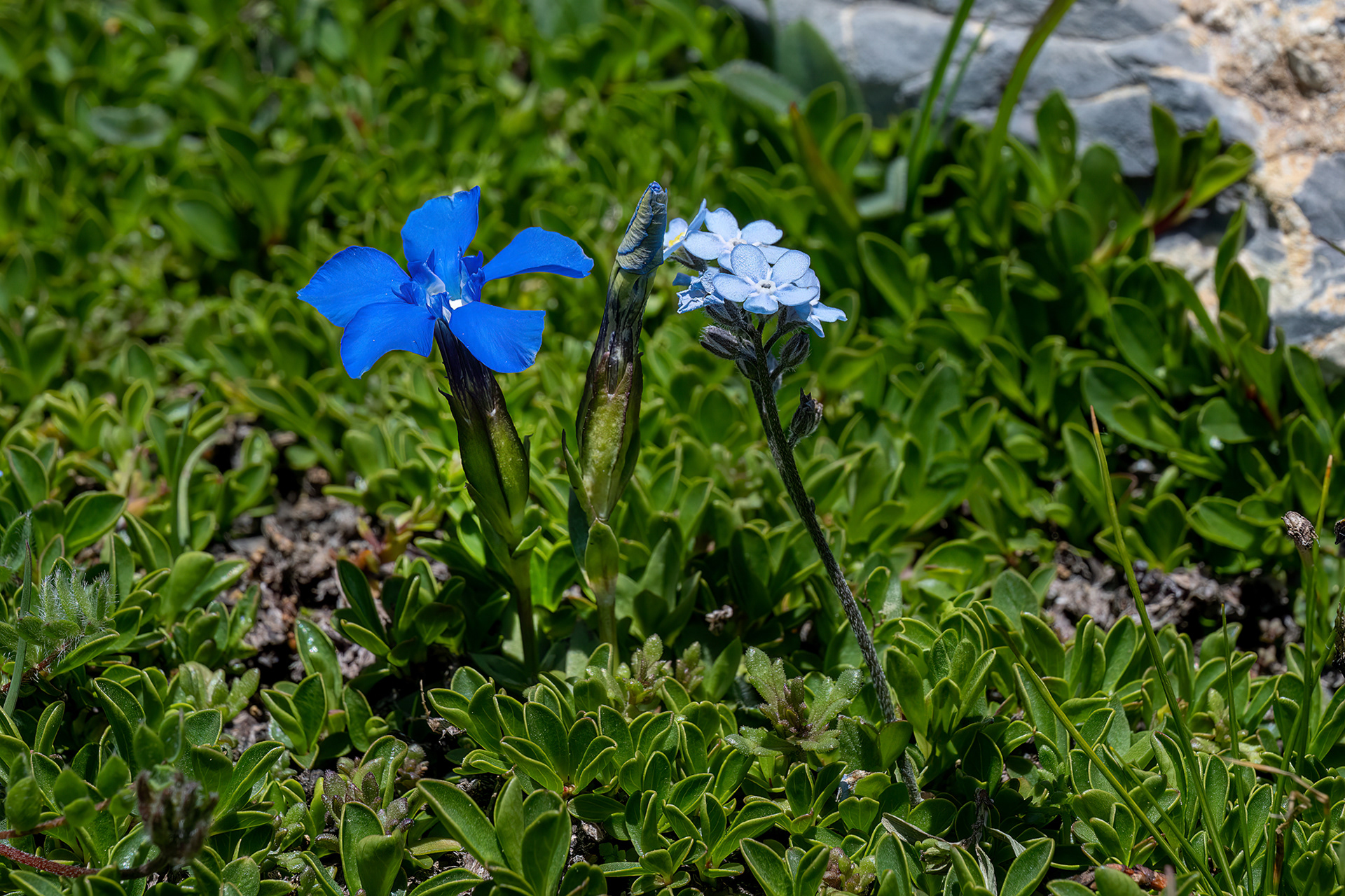 Myosotis alpestris e Gentiana verna