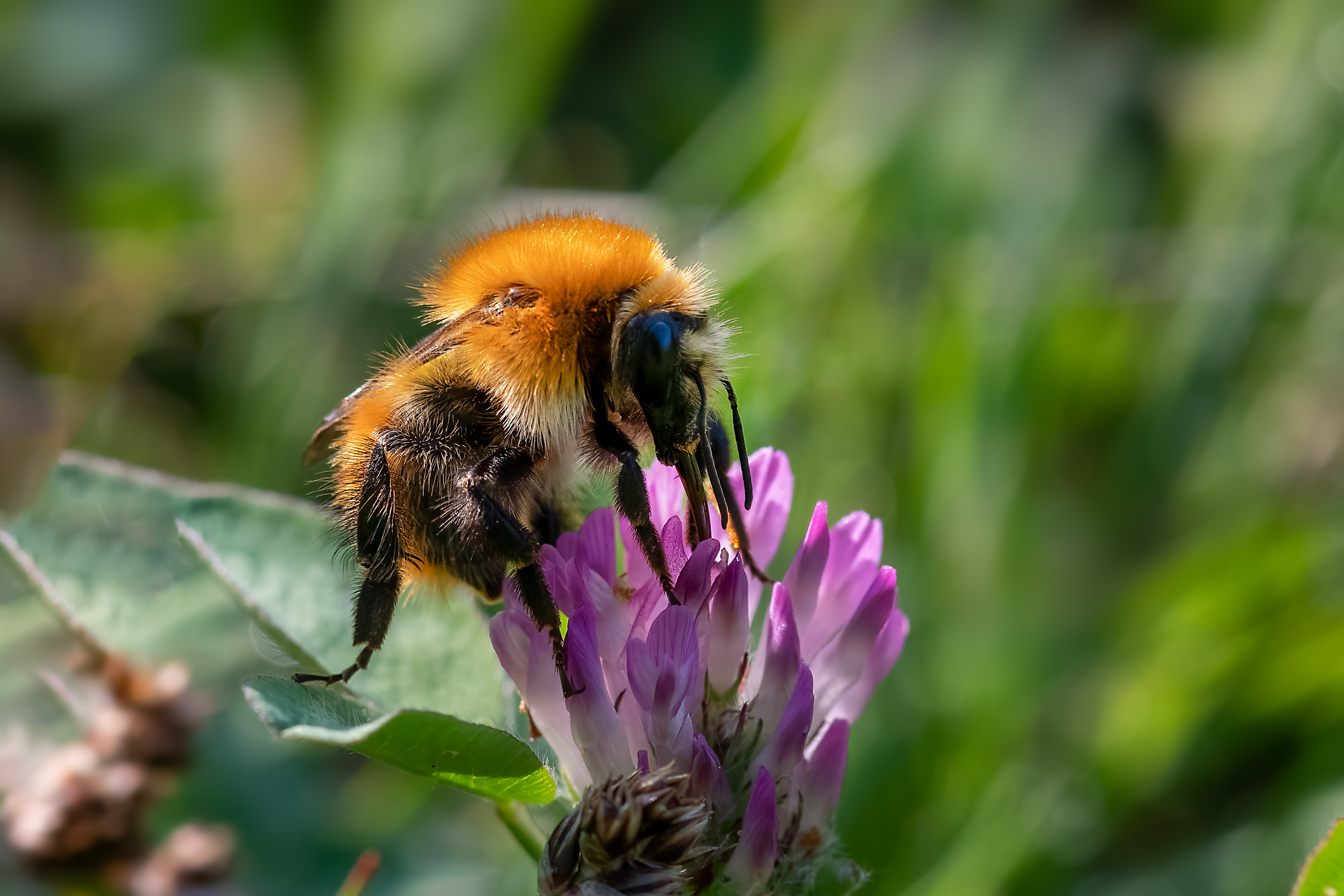 Bombus pascuorum