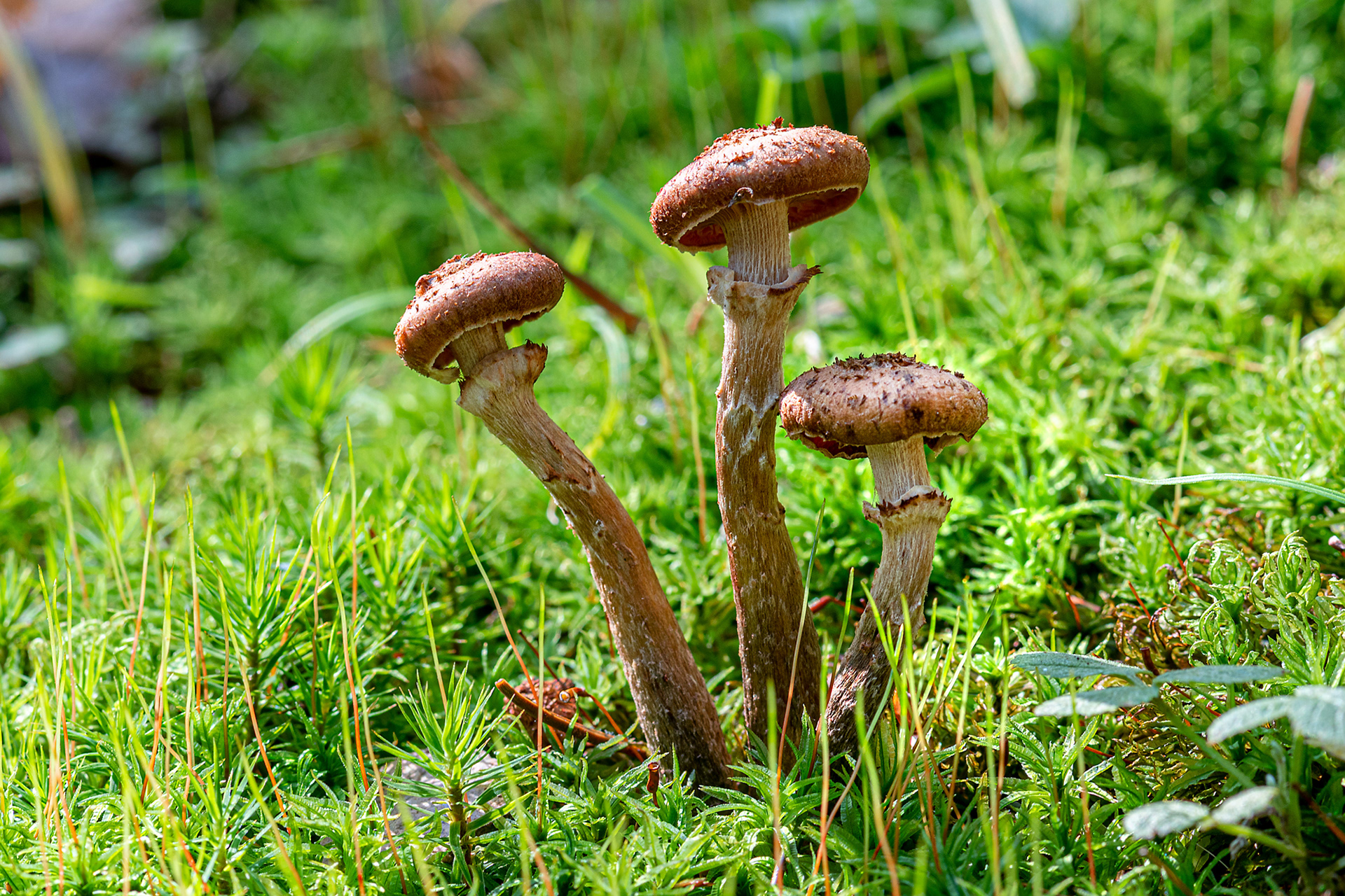 Armillaria mellea