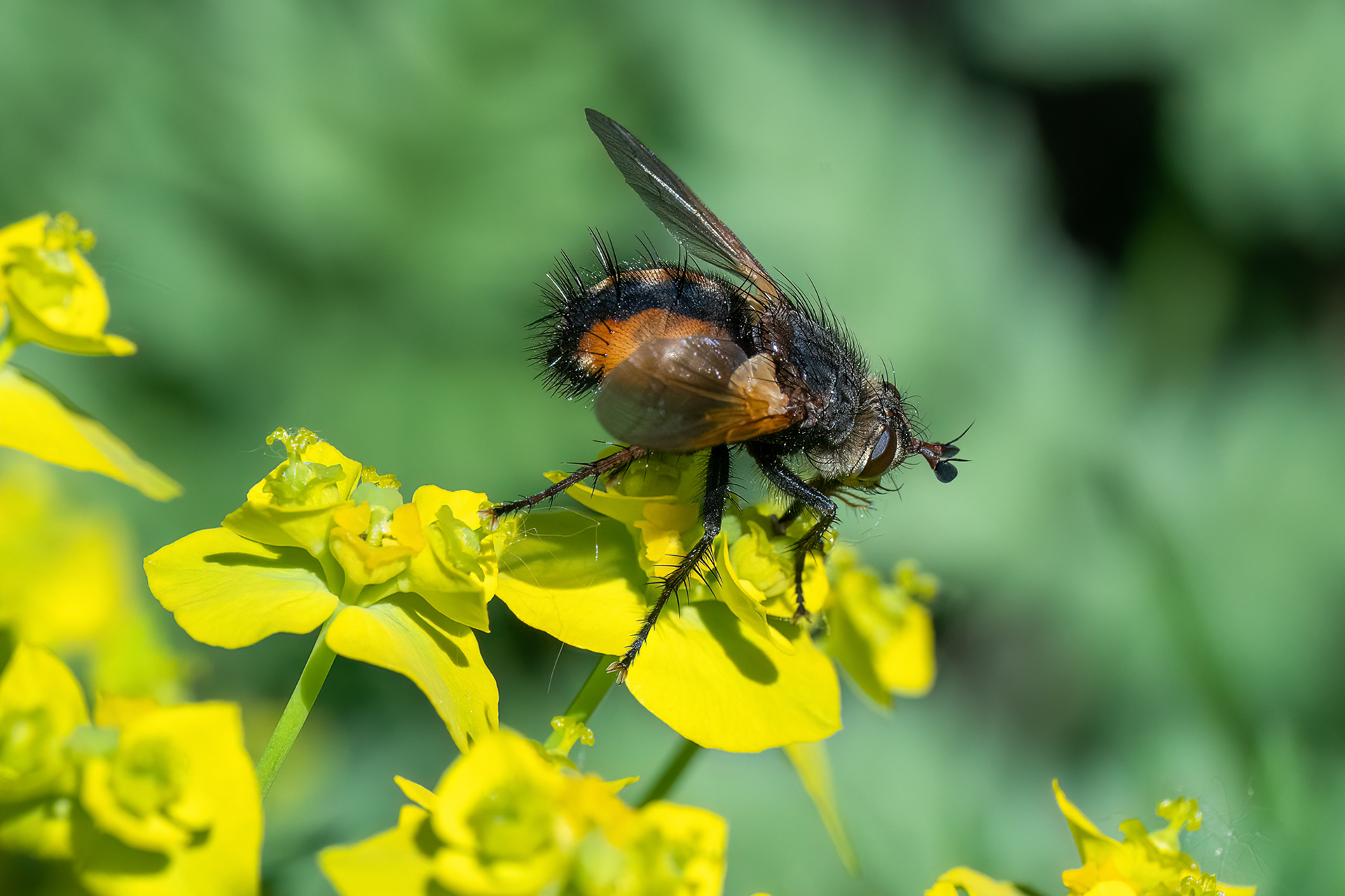 Tachina fera