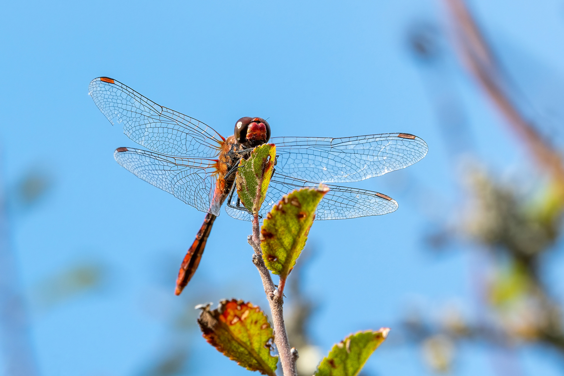 Sympetrum sanguineum