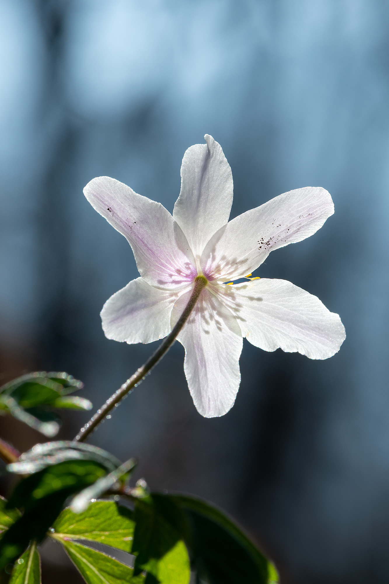 Anemone nemorosa