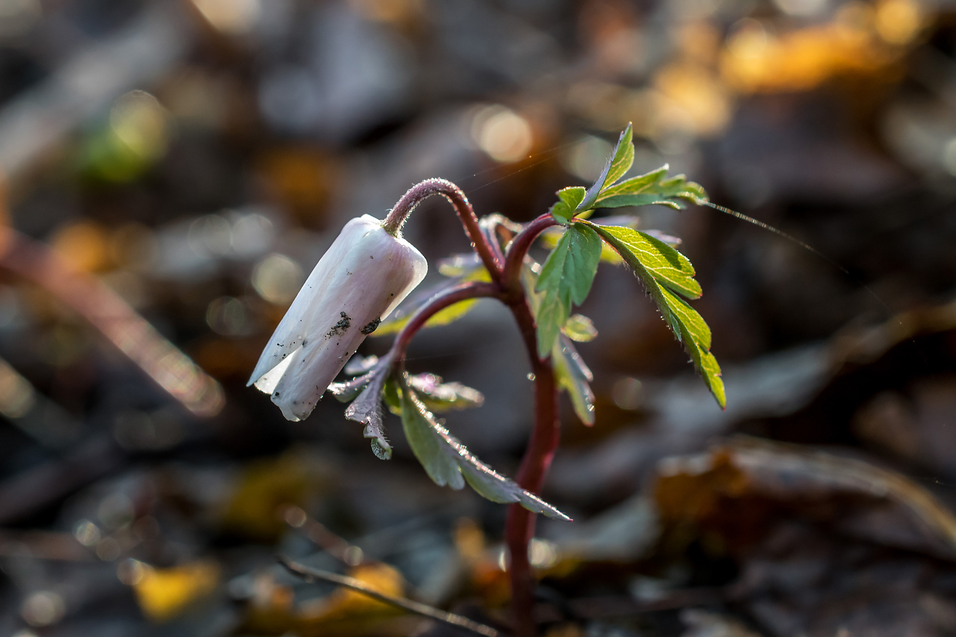 Anemone nemorosa