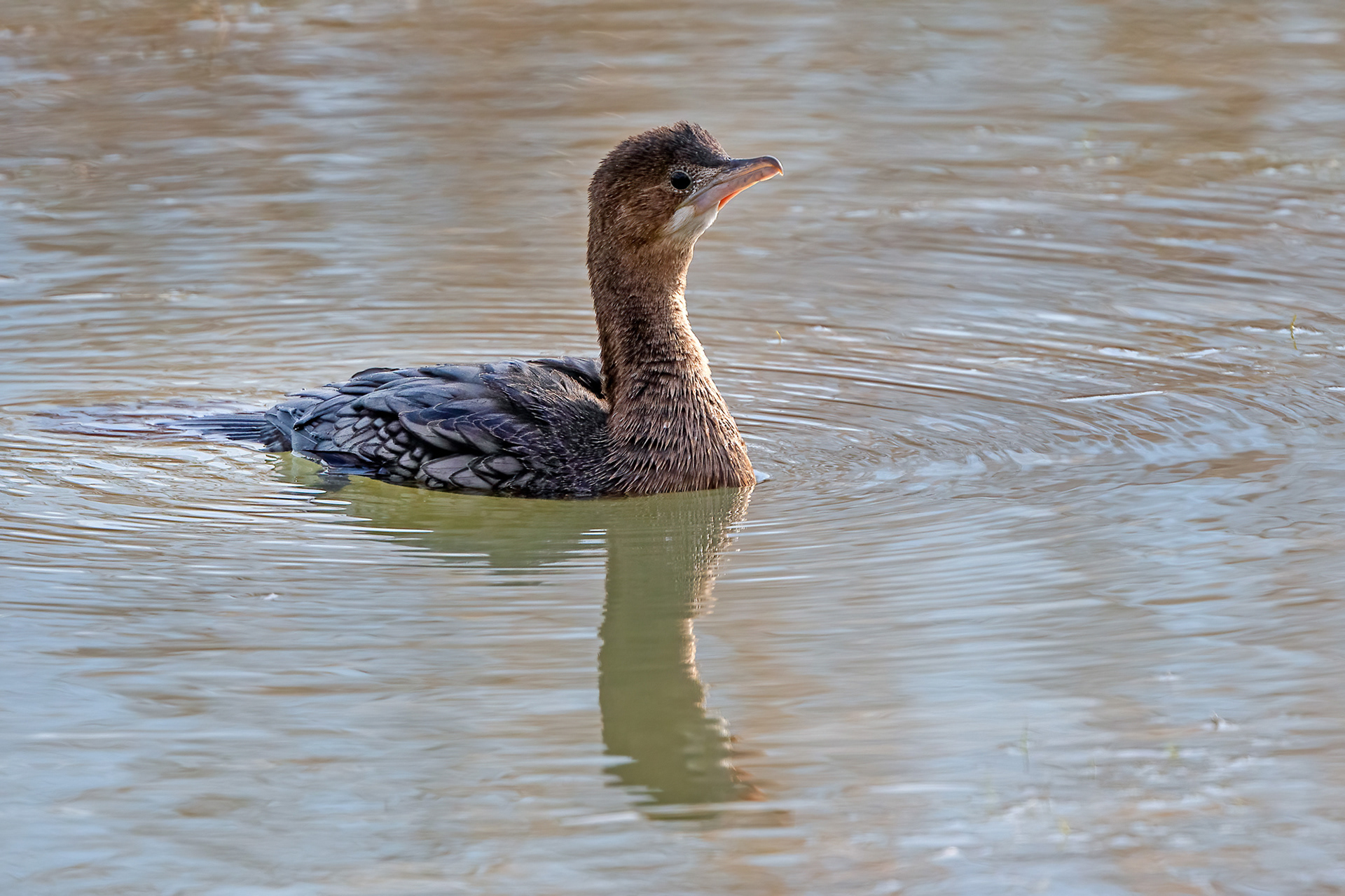 Riserva Sentina - marangone minore