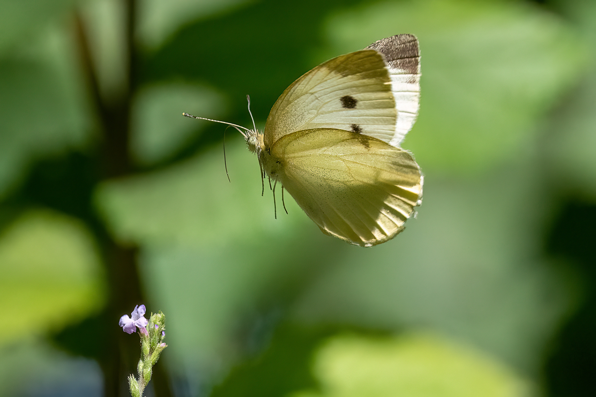 Cavolaia minore - Pieris rapae