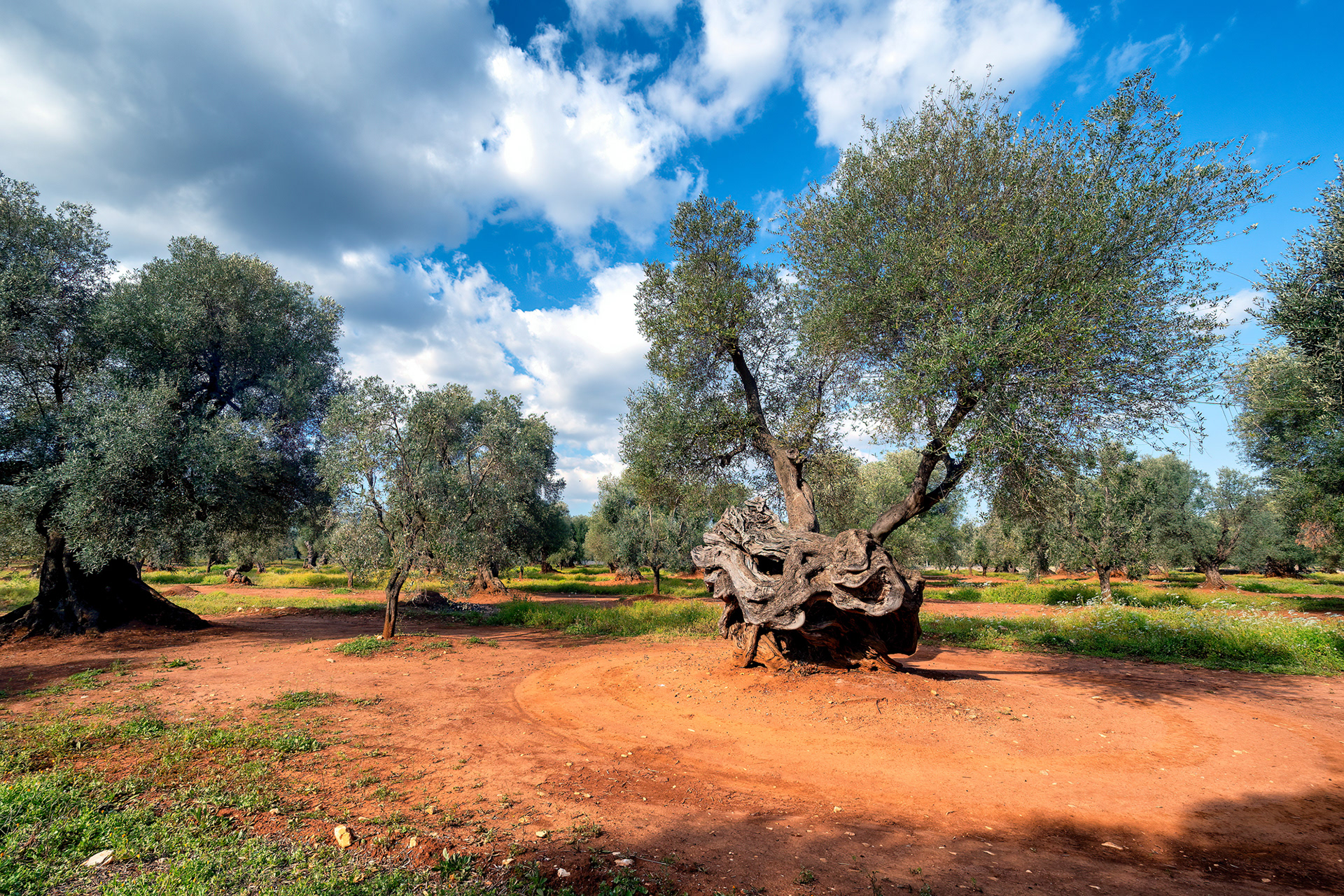 Piana degli ulivi di Ostuni