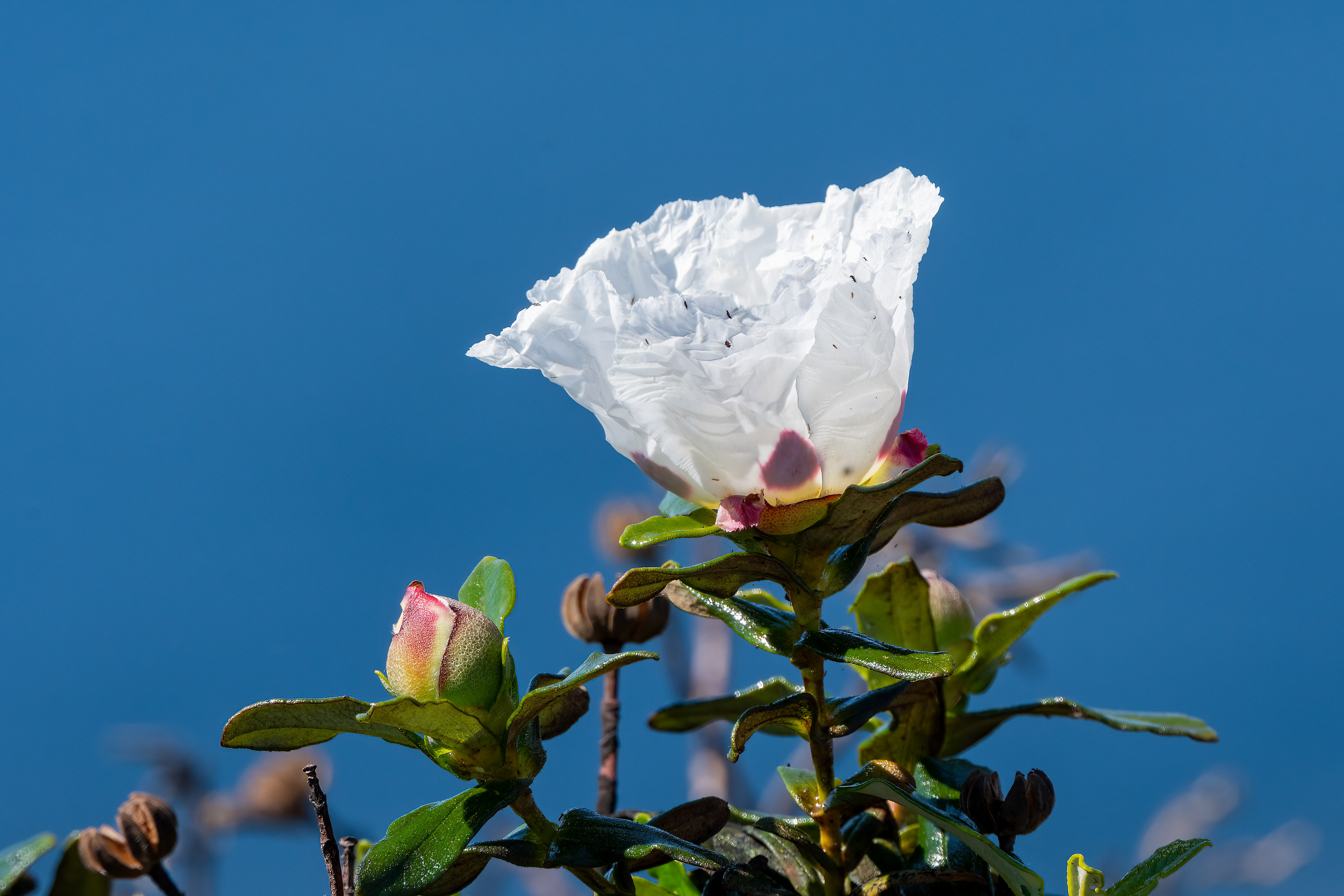 Cistus palhinhae