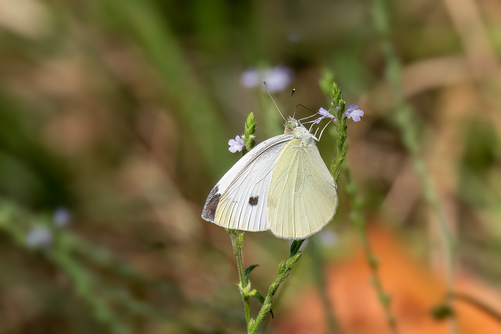 Cavolaia minore - Pieris rapae