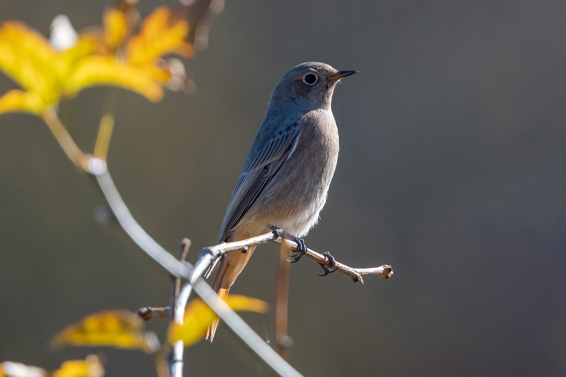Codirosso spazzacamino femmina