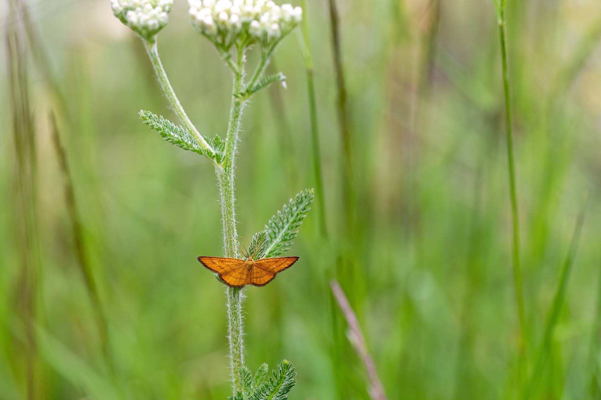 Idaea aureolaria