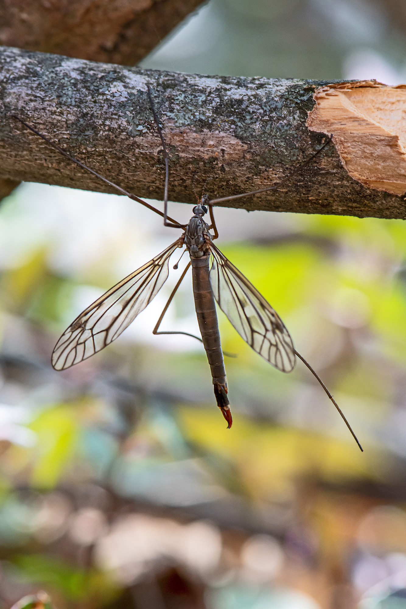 Tipula