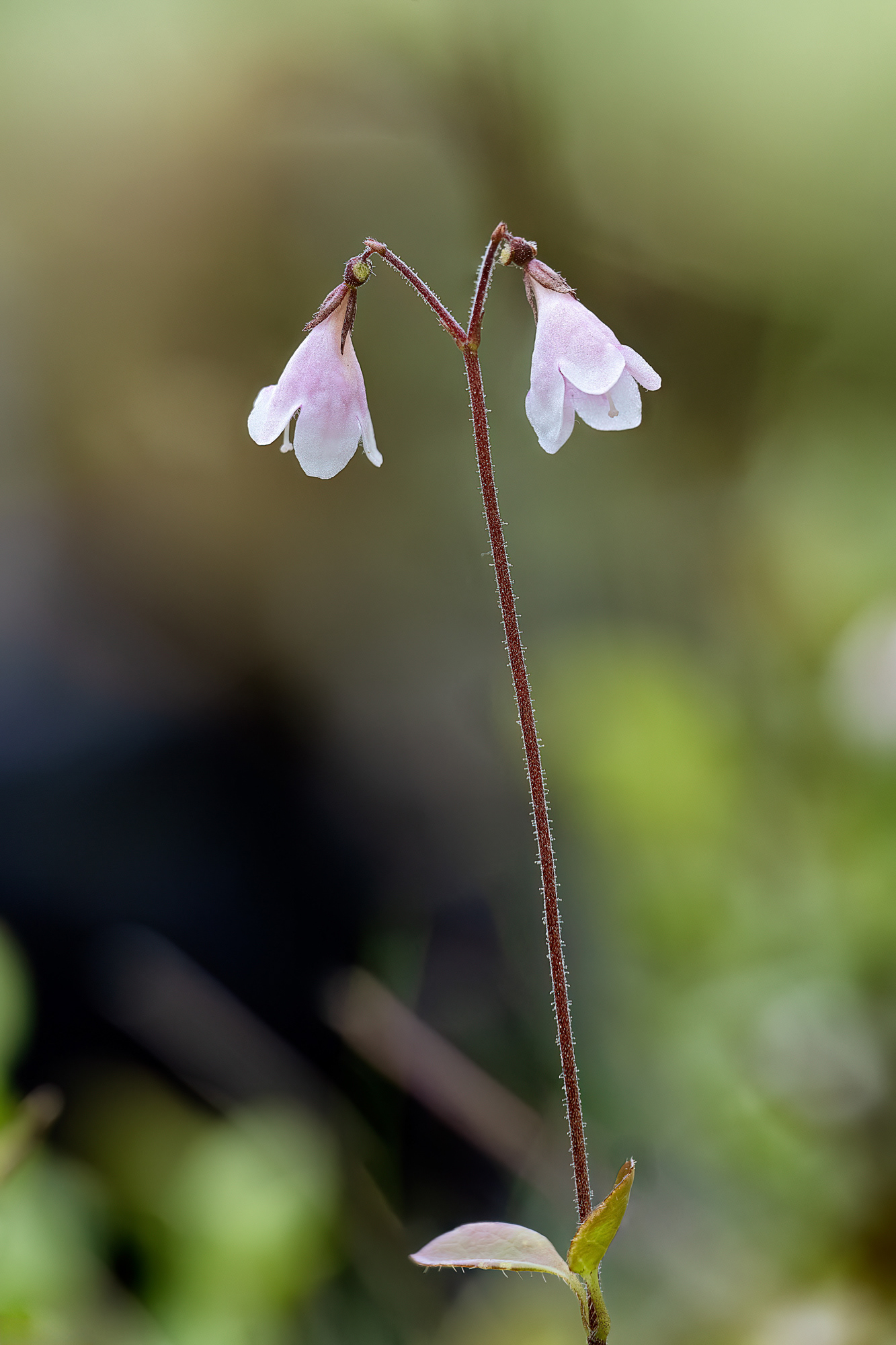 Linnaea borealis