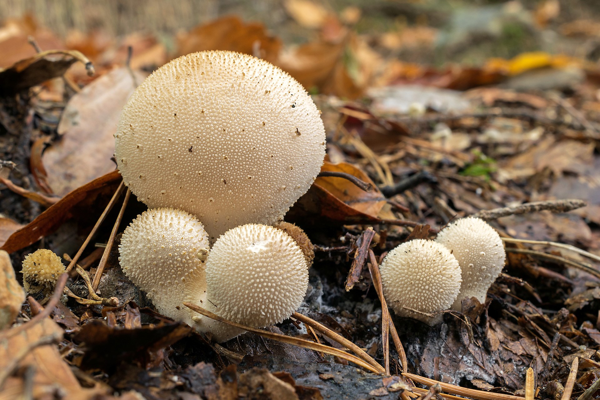 Lycoperdon perlatum