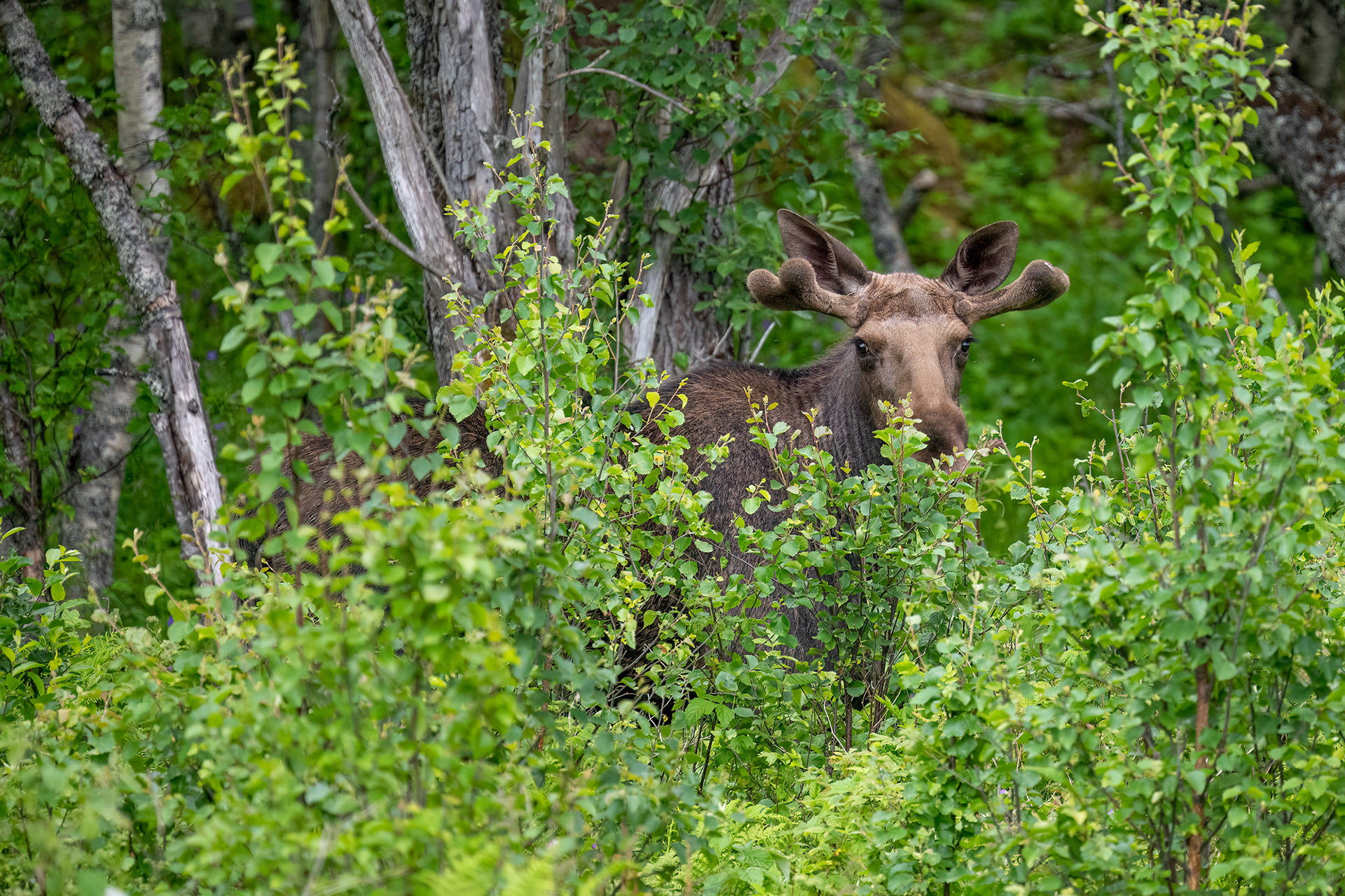 Alce maschio giovane