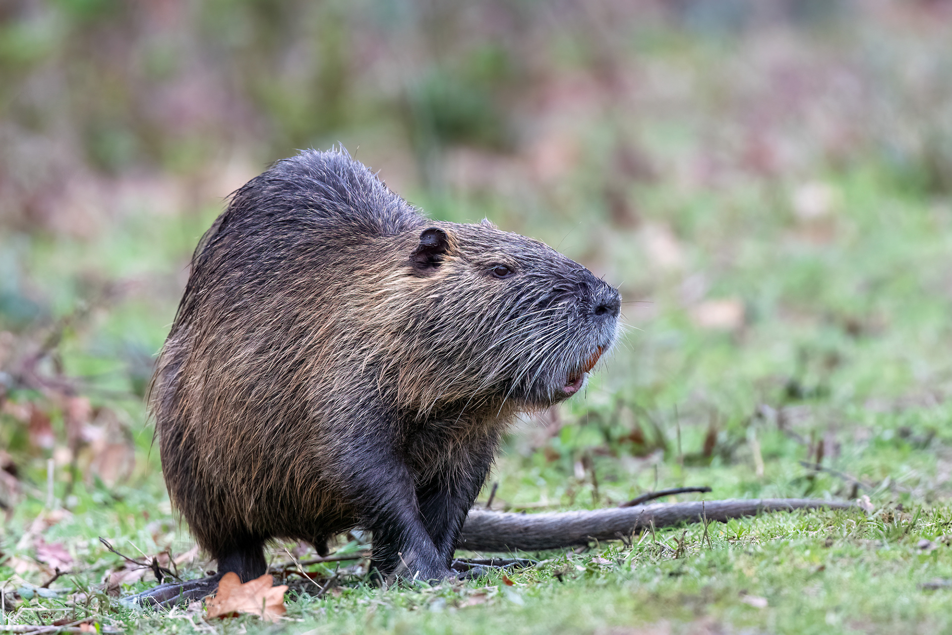 Nutria