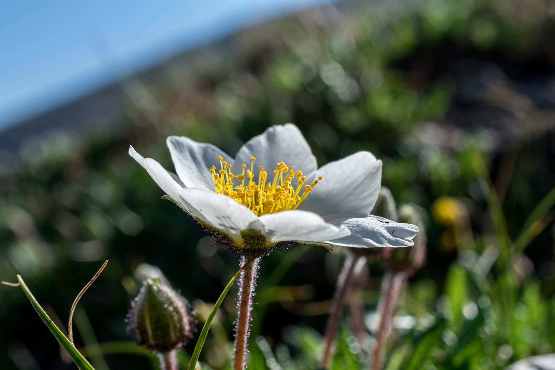 Dryas octopetala