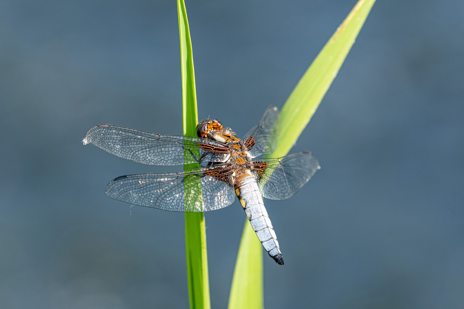 Libellula depressa maschio