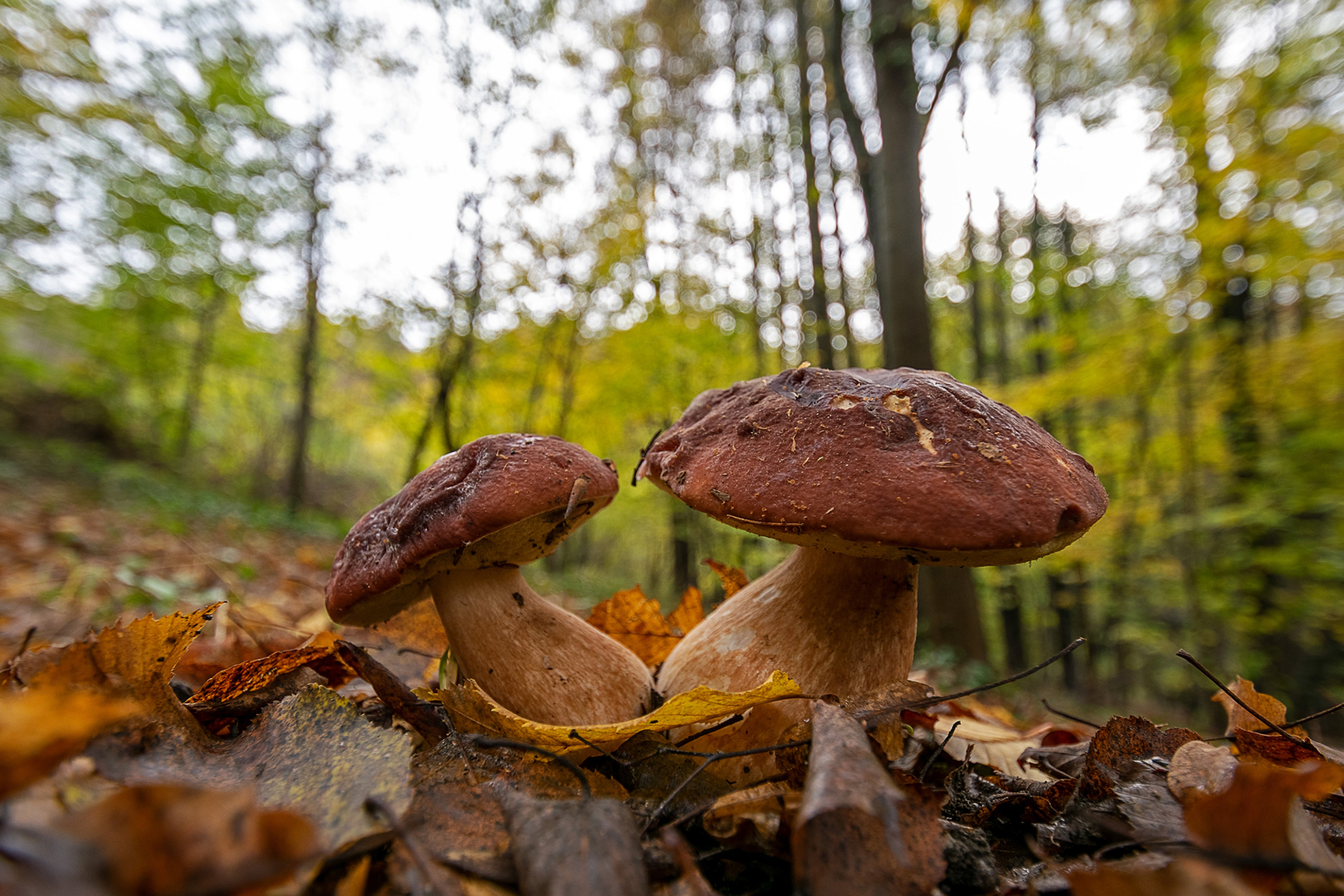Boletus pinicola