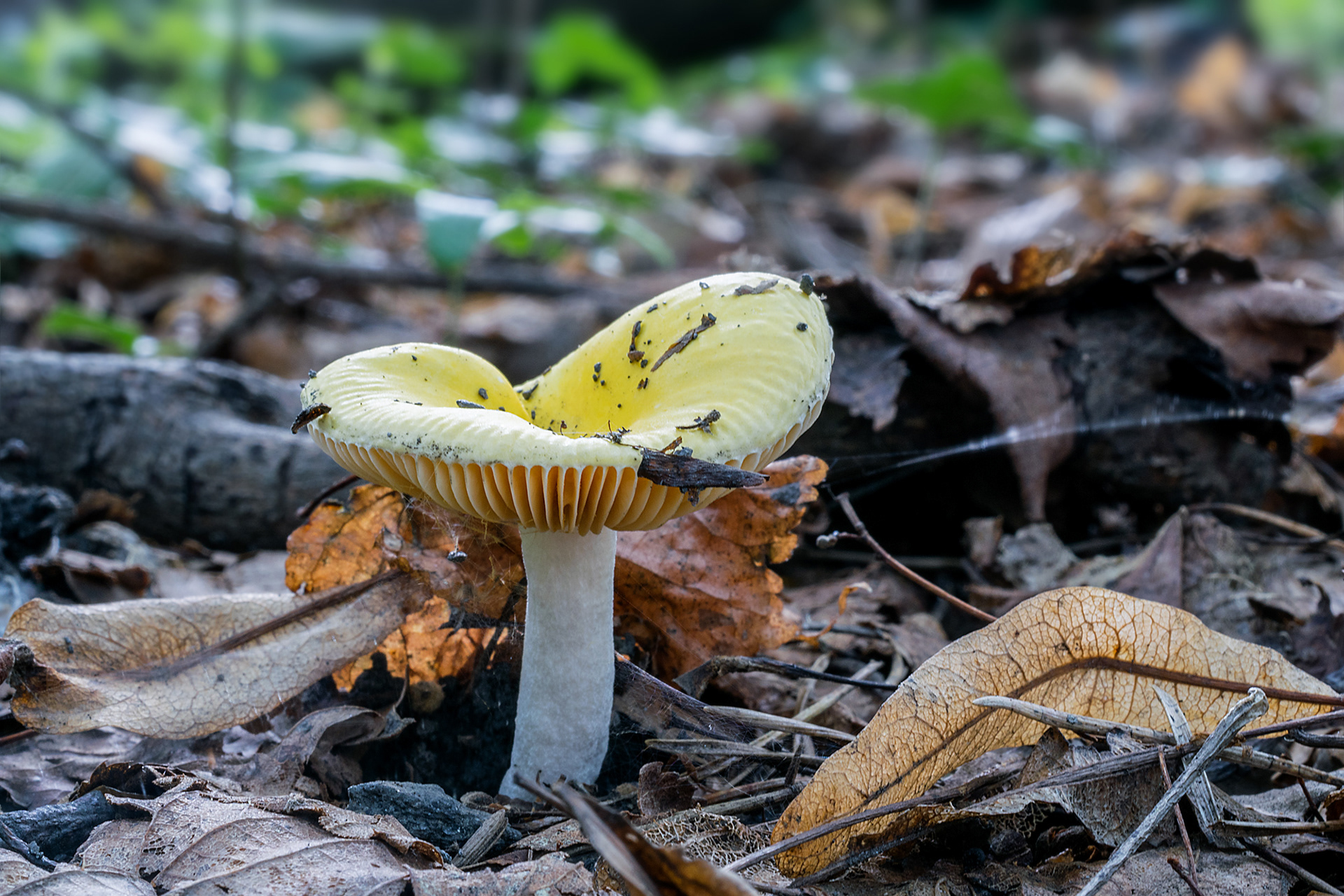 Russula lutea