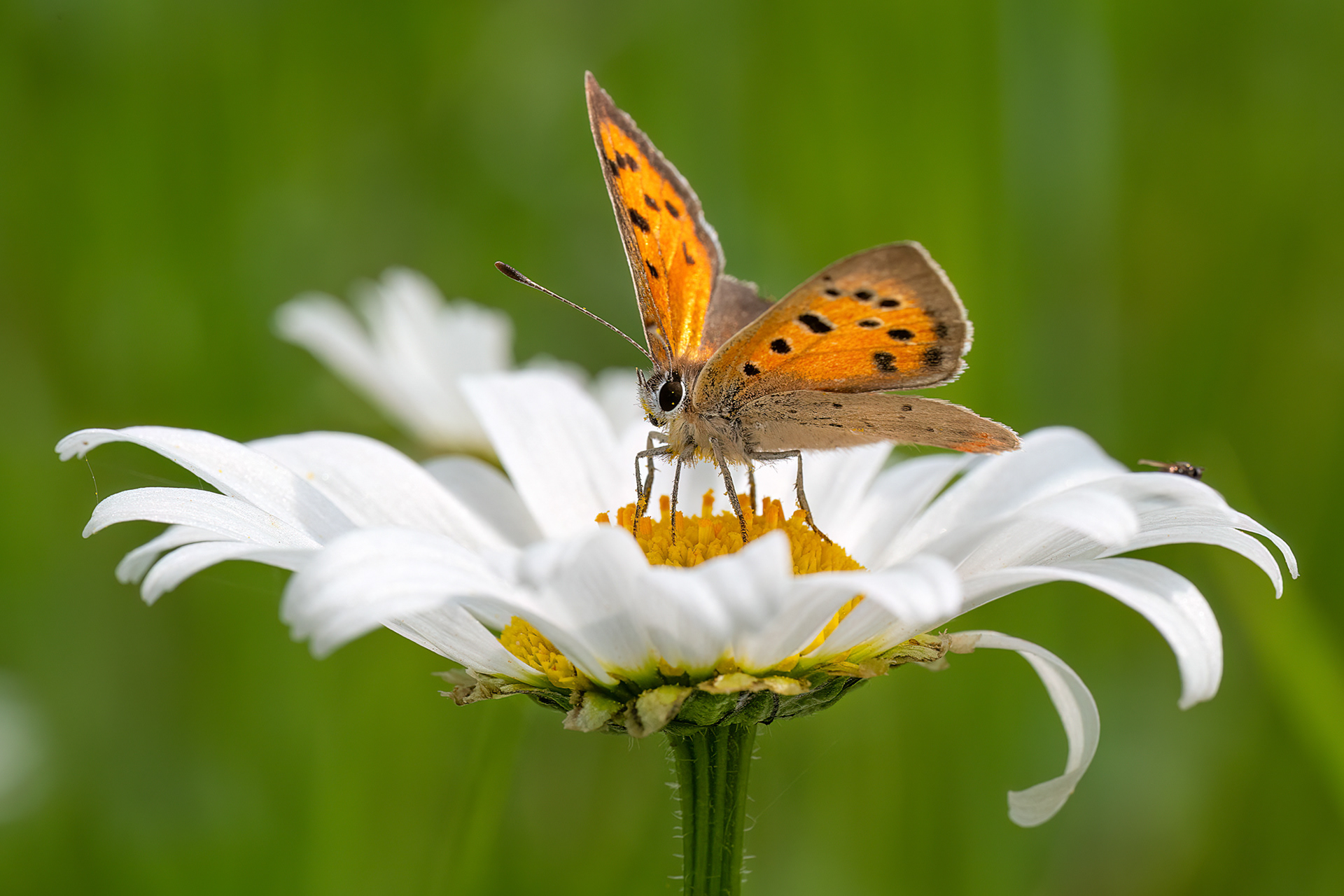 Lycaena phlaeas