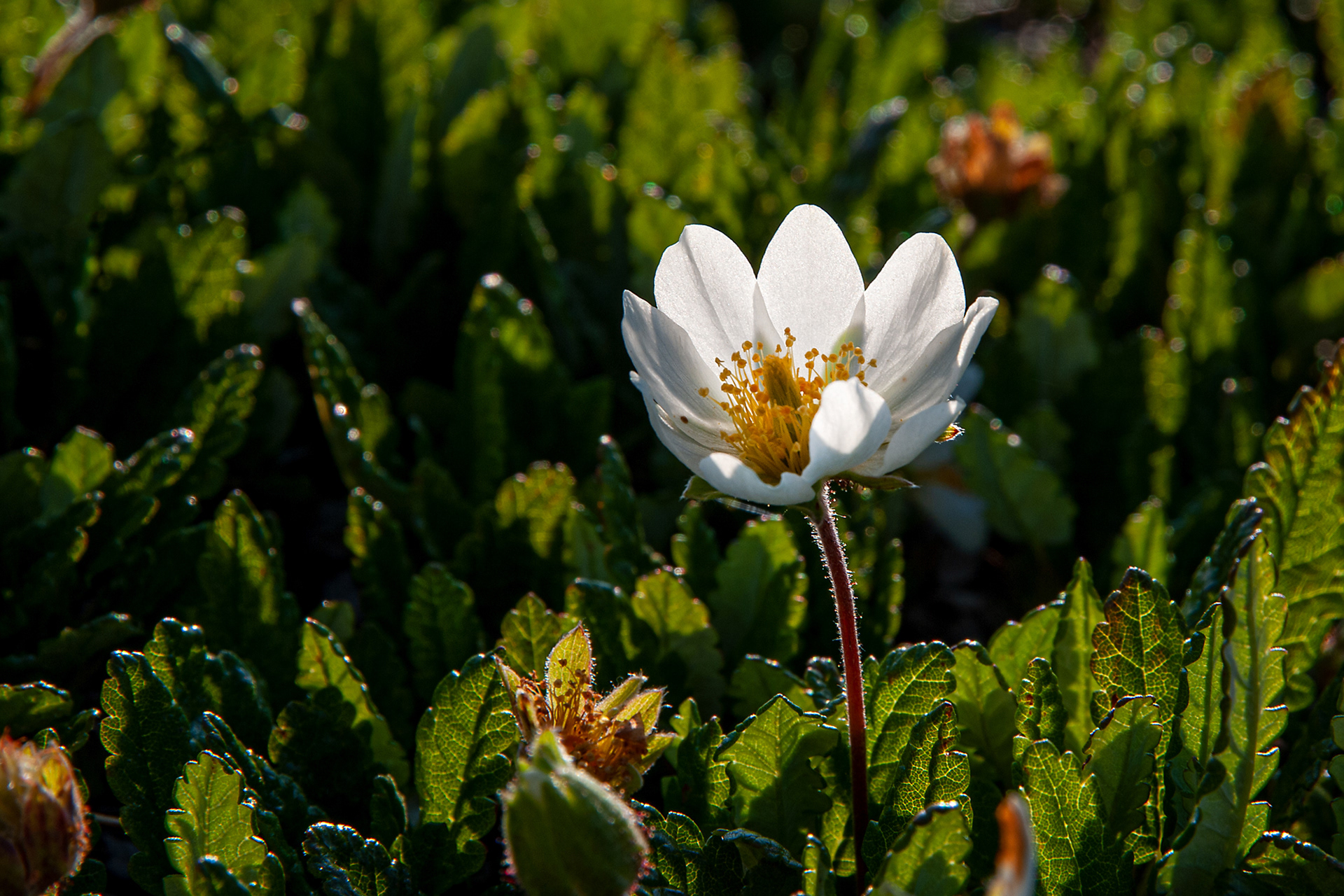 Dryas octopetala
