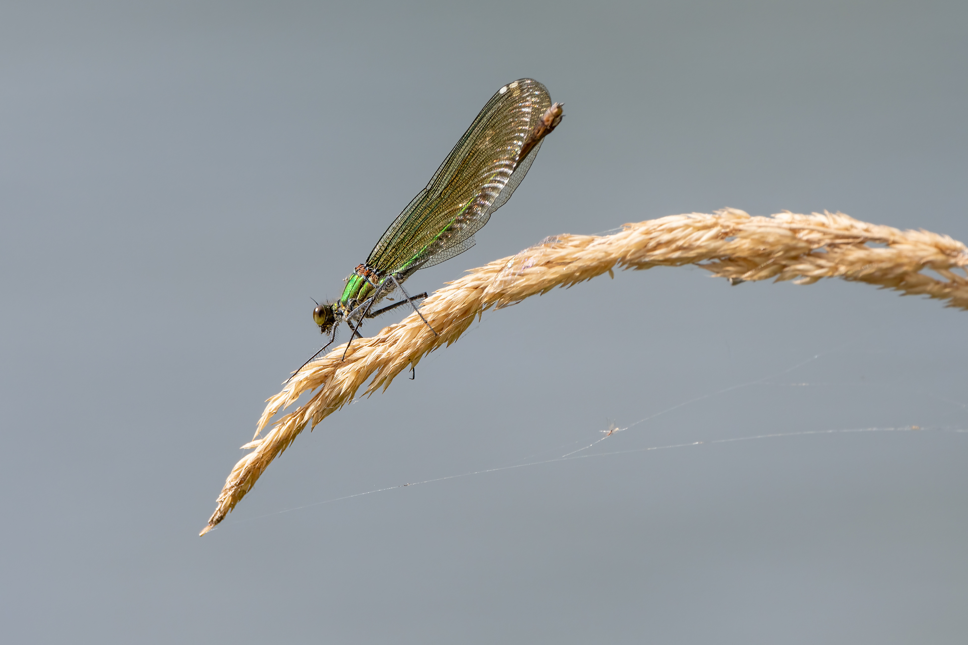 Calopteryx virgo