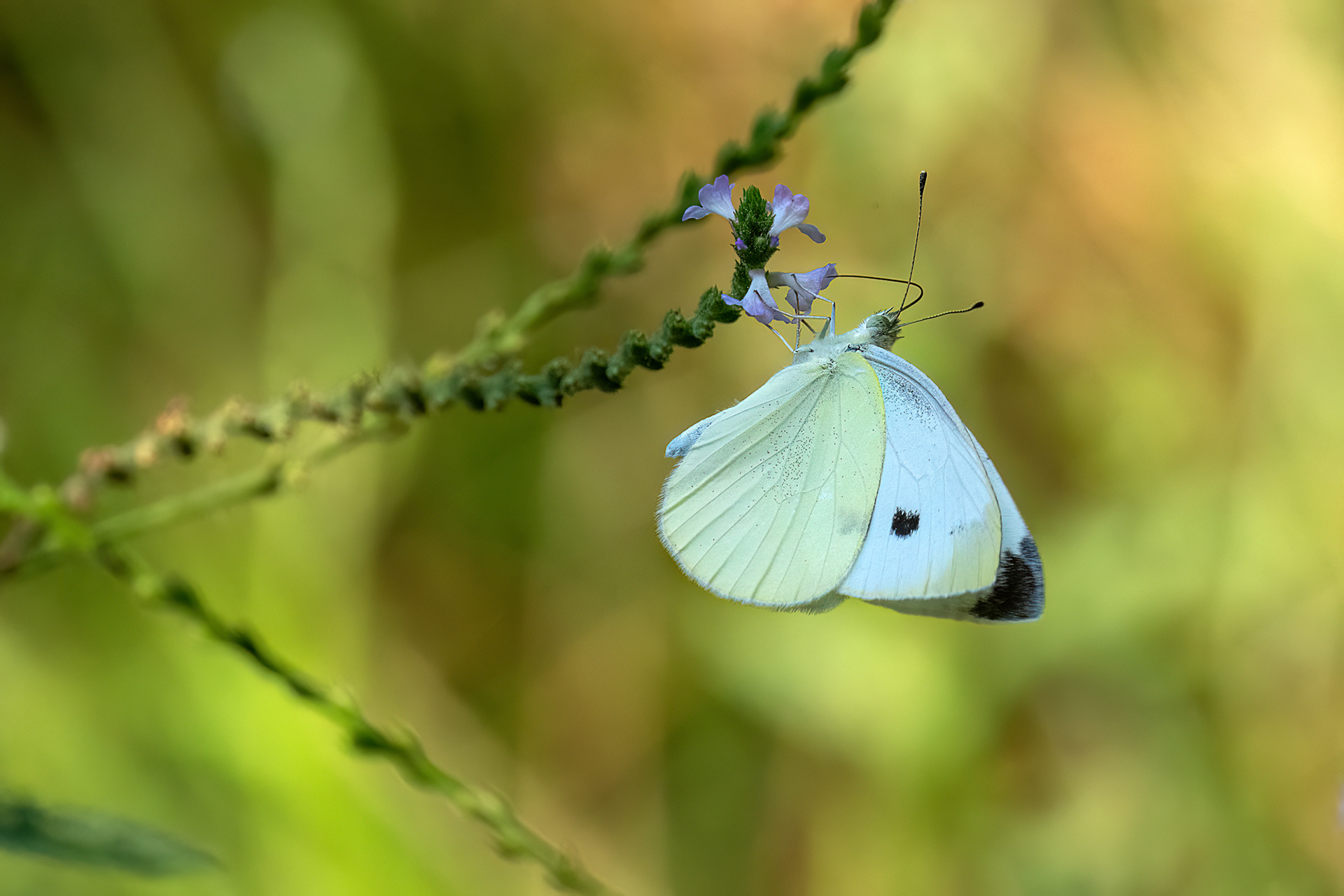 Cavolaia minore - Pieris rapae