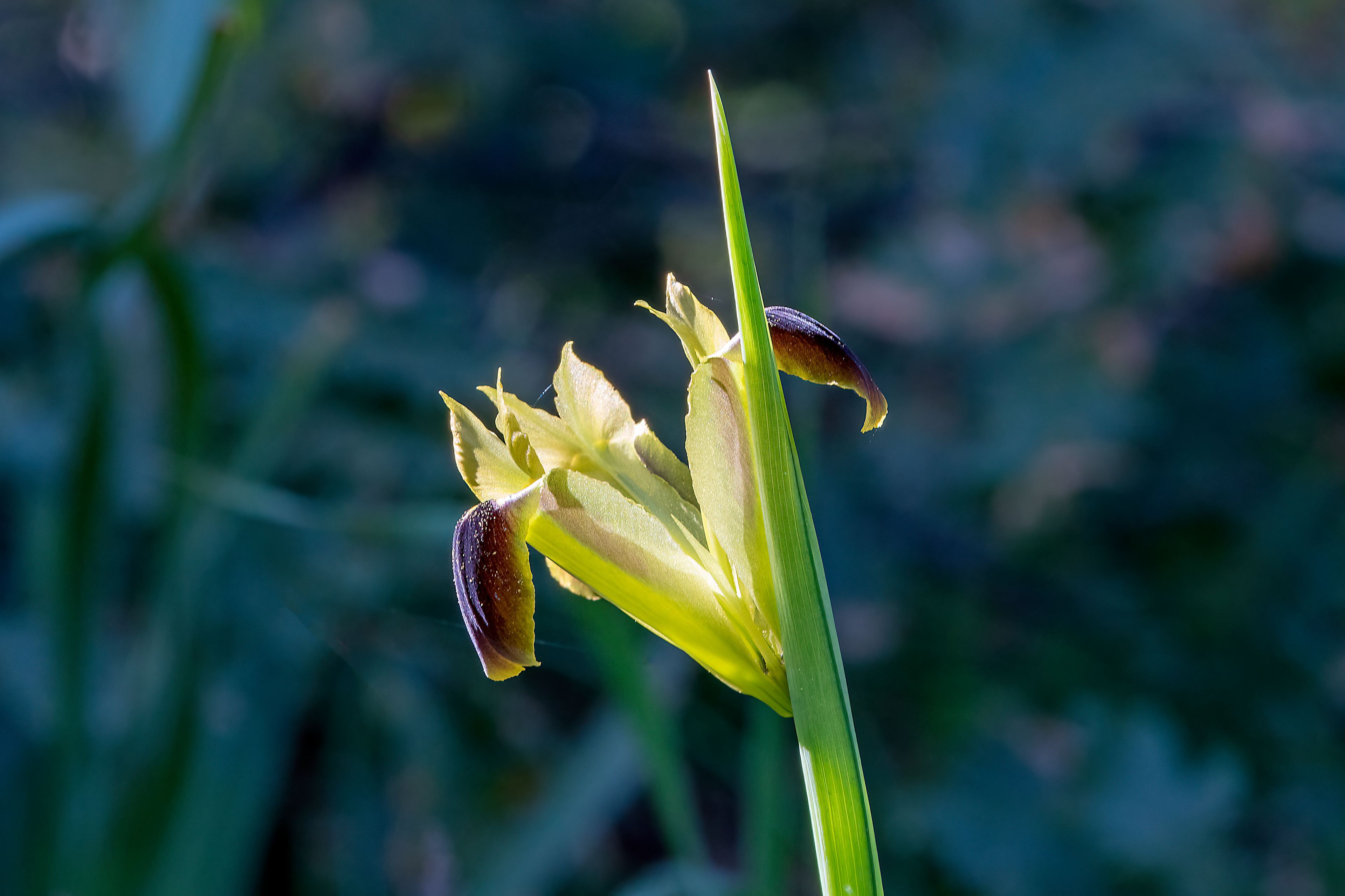 Giaggiolo siciliano