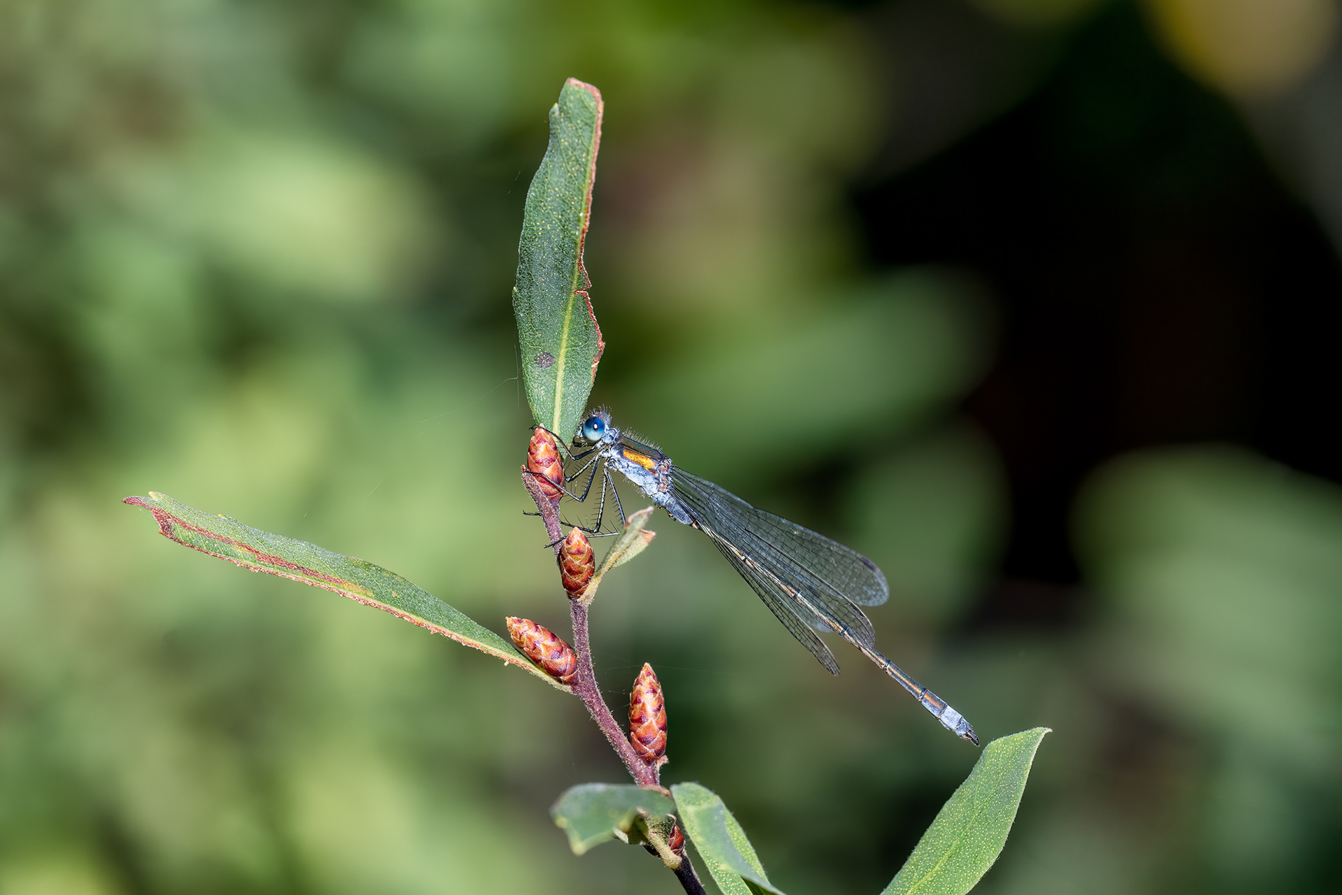 Lestes sponsa