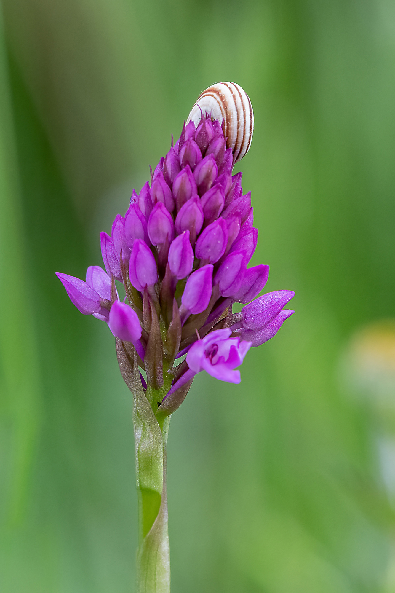 Anacamptis pyramidalis