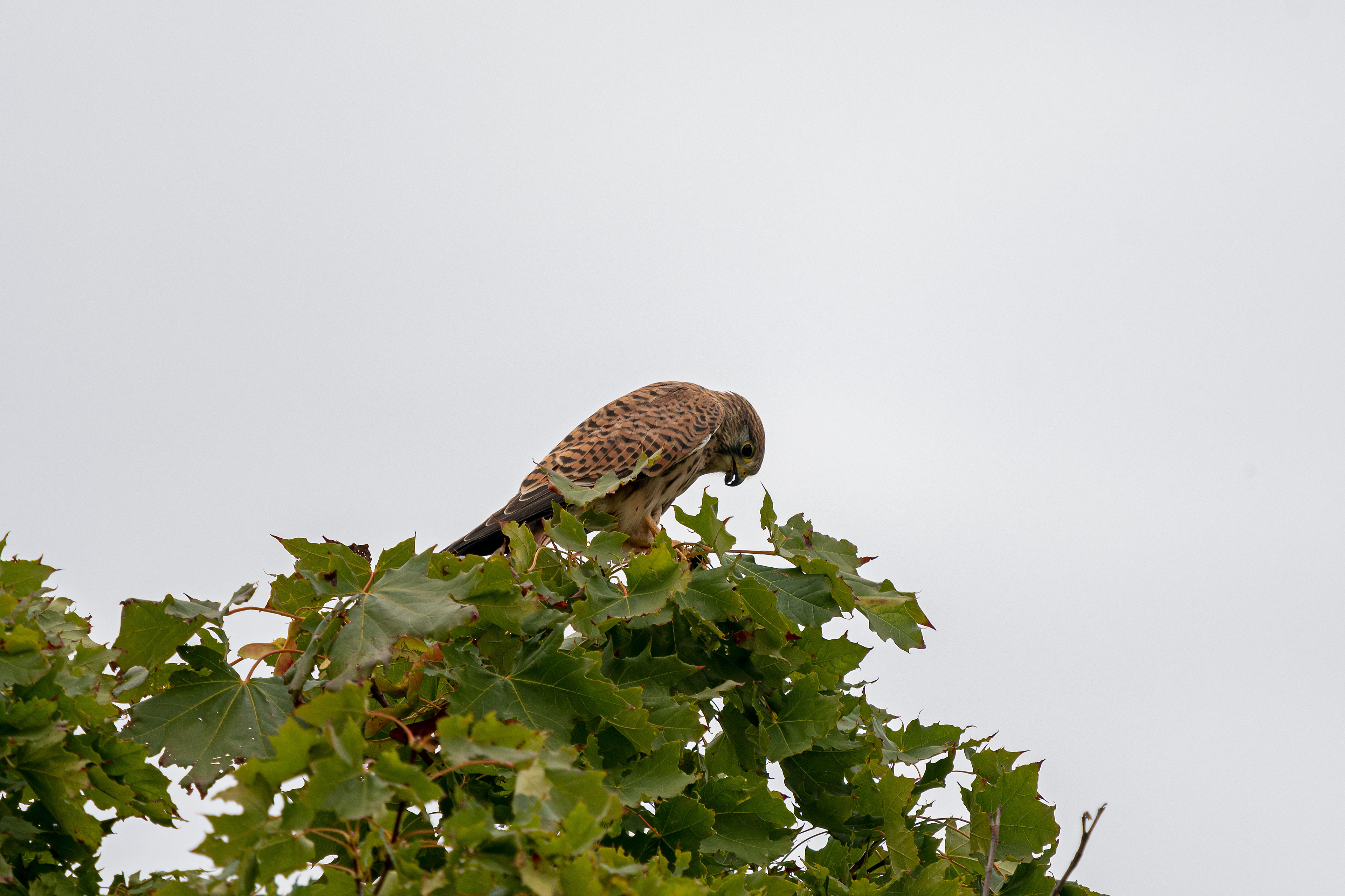 Gheppio femmina