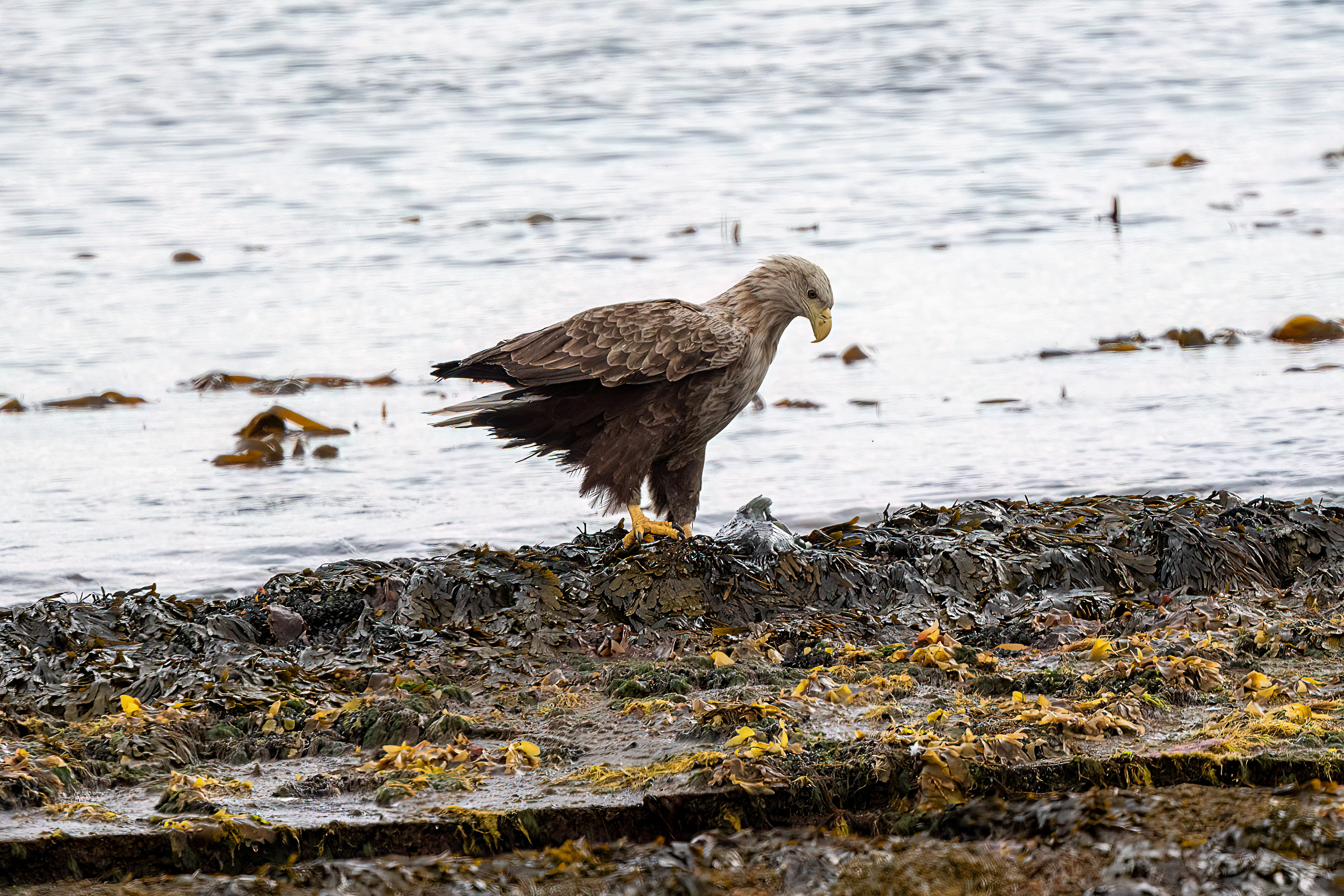 Aquila di mare codabianca
