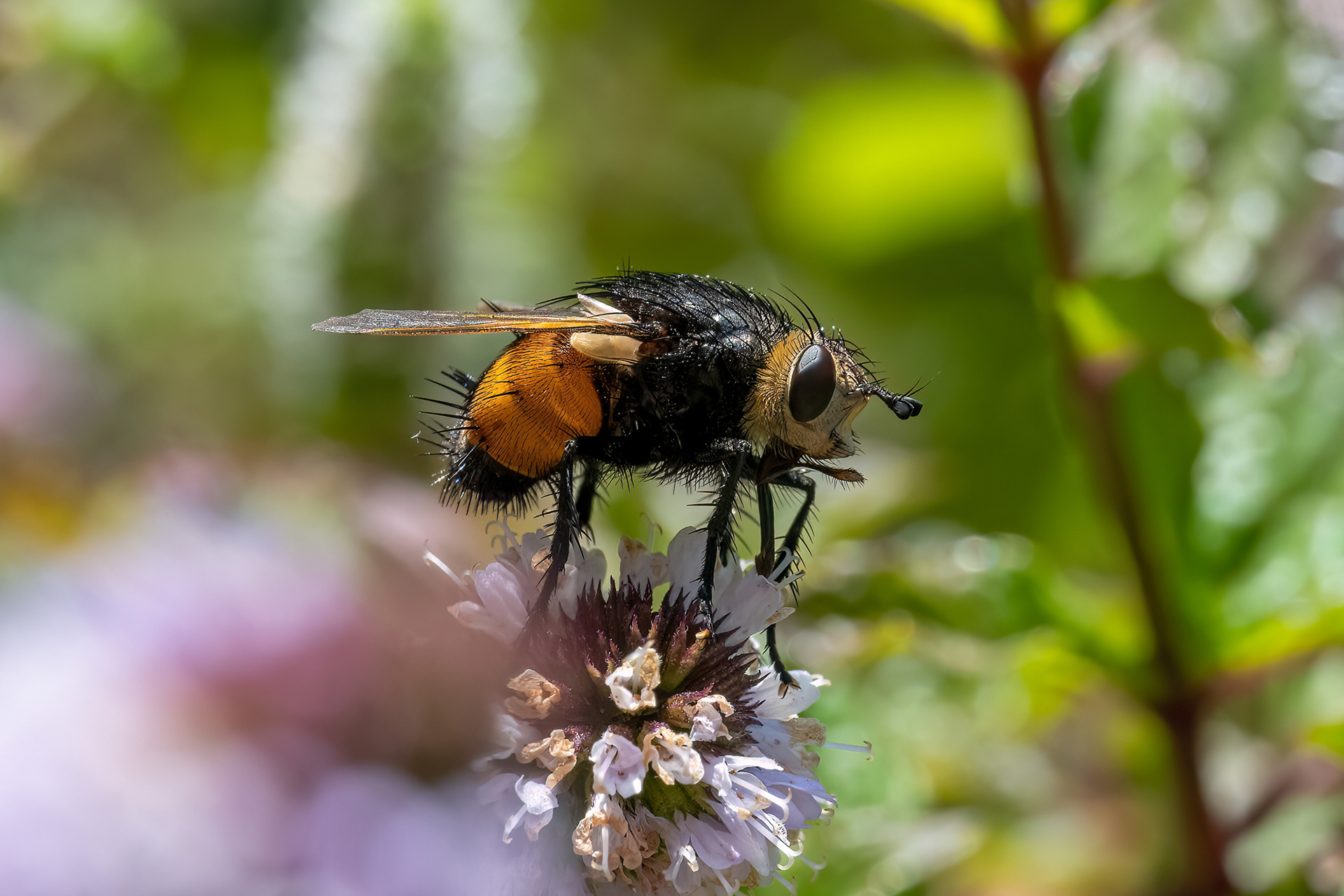Tachina fera